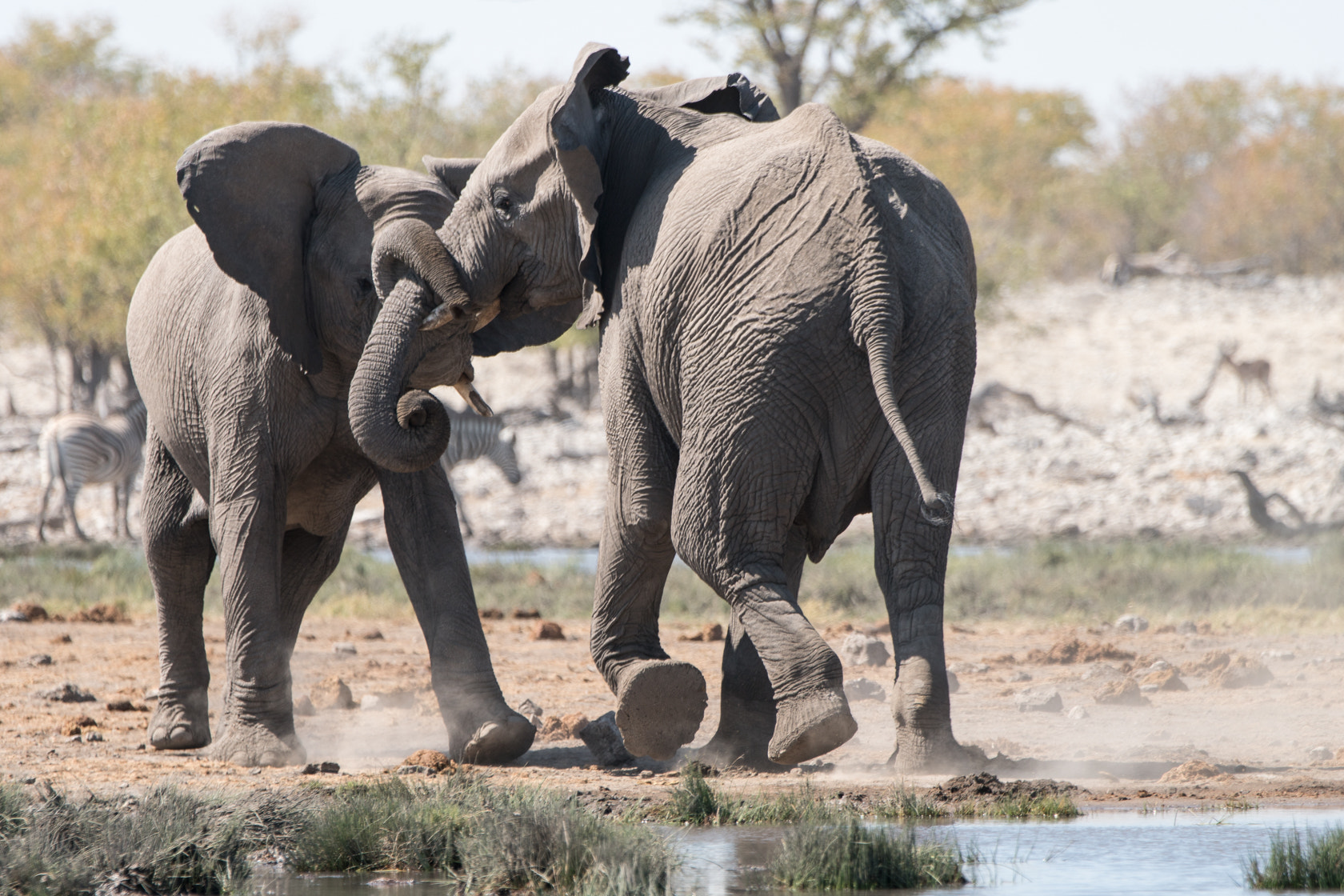 Sony 70-400mm F4-5.6 G SSM II sample photo. Elephants having a romp photography