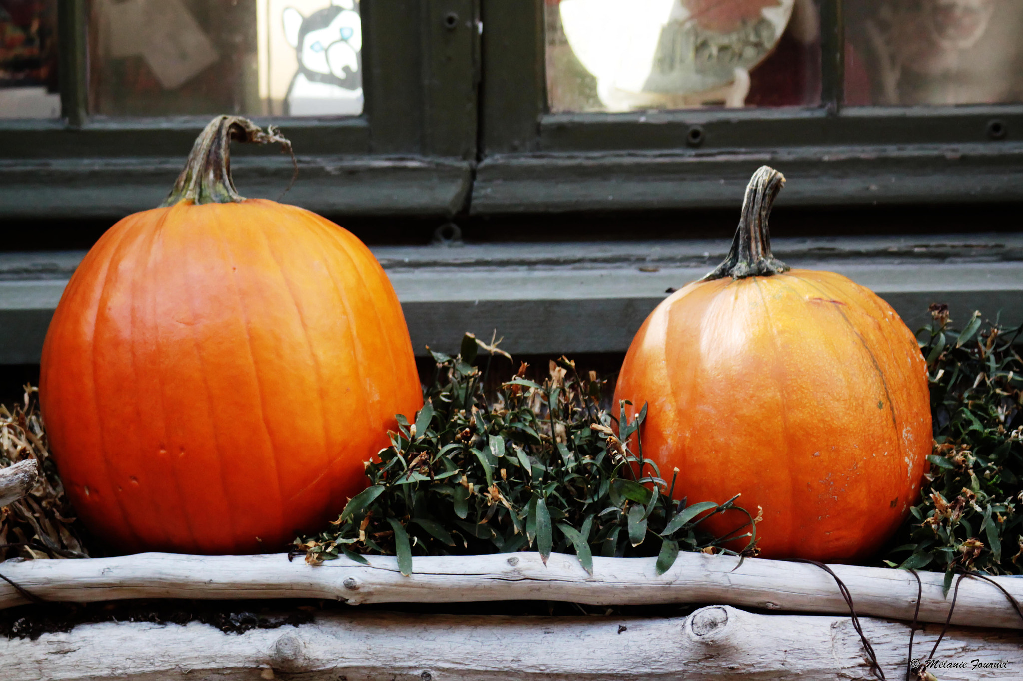 Canon EF 28-90mm f/4-5.6 sample photo. Pumpkins photography