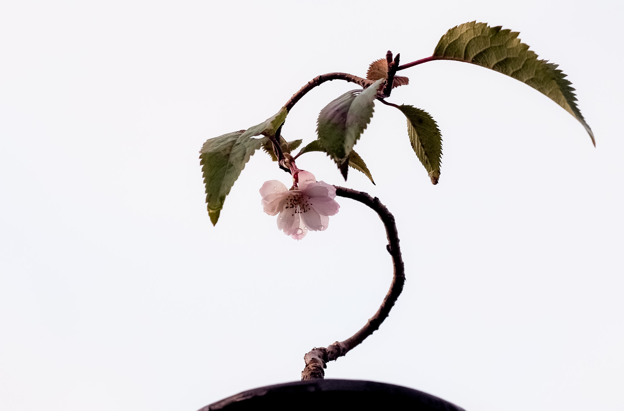 Olympus Zuiko Digital ED 70-300mm F4.0-5.6 sample photo. Japan garden photography