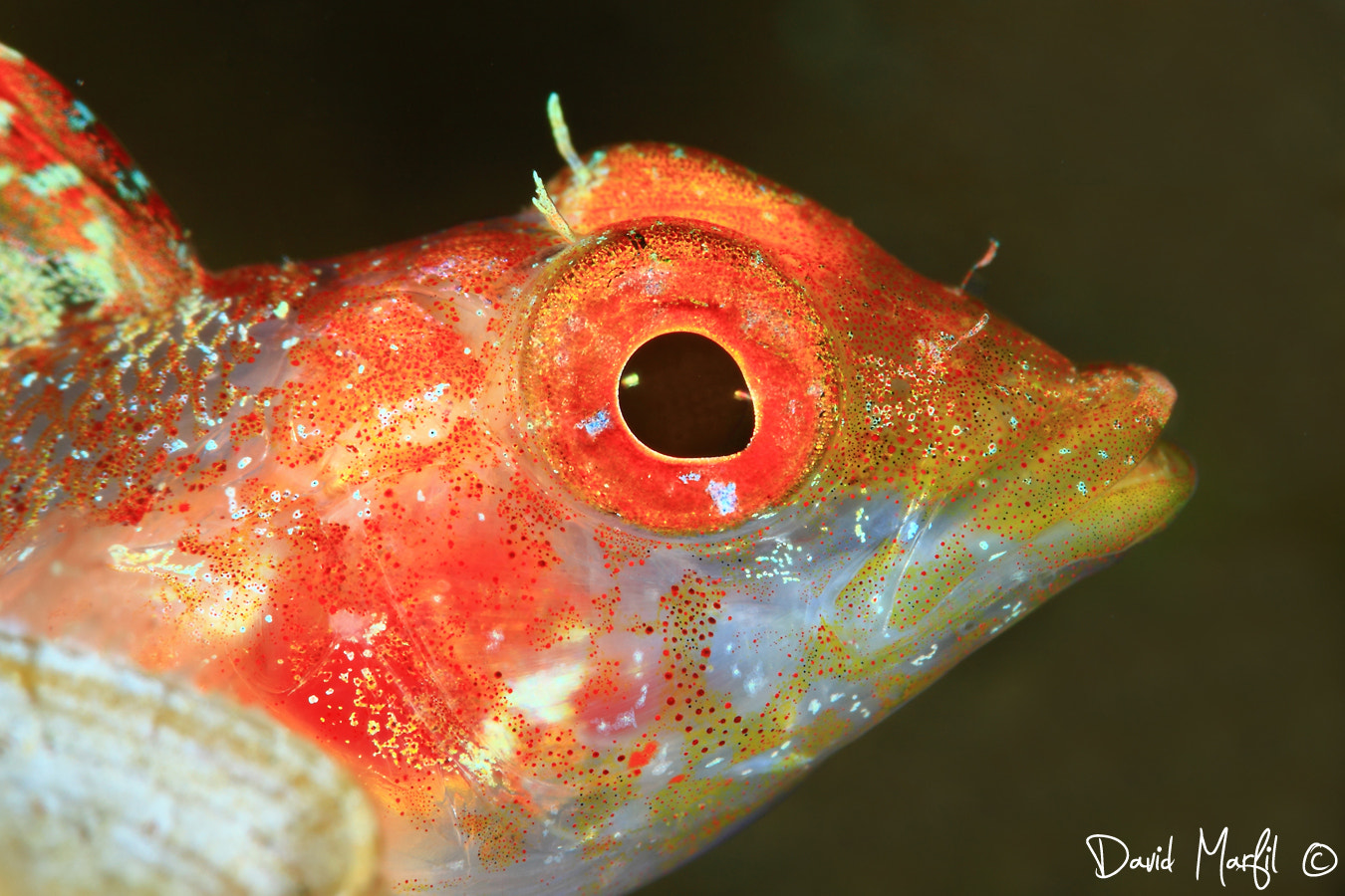 Canon EF 100mm F2.8 Macro USM sample photo. Tripterygion delaisi photography