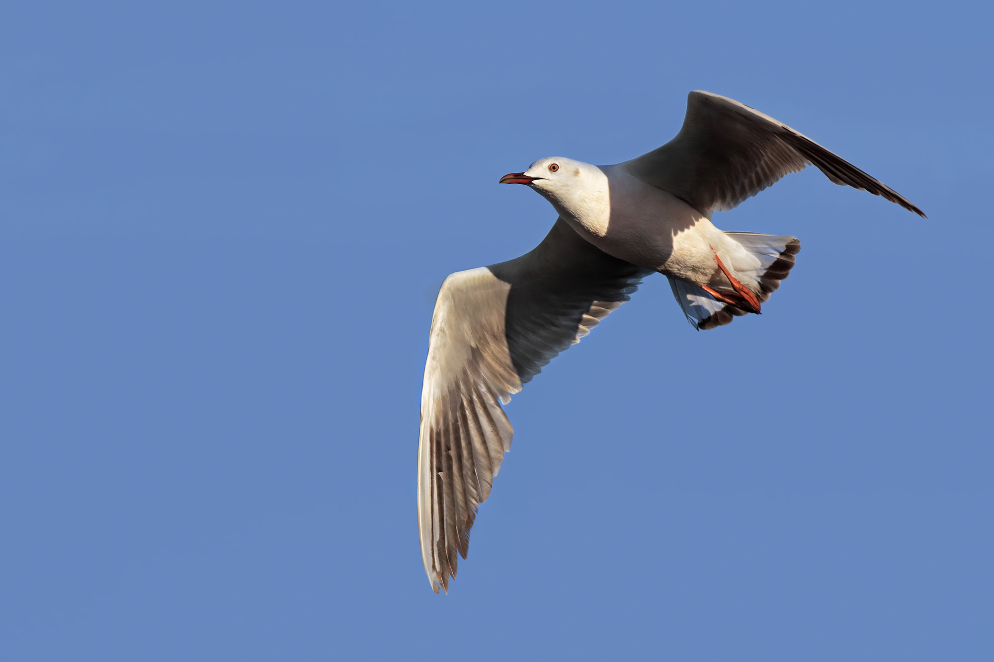 Canon EF 500mm f/4.5L sample photo. Pink seagull photography