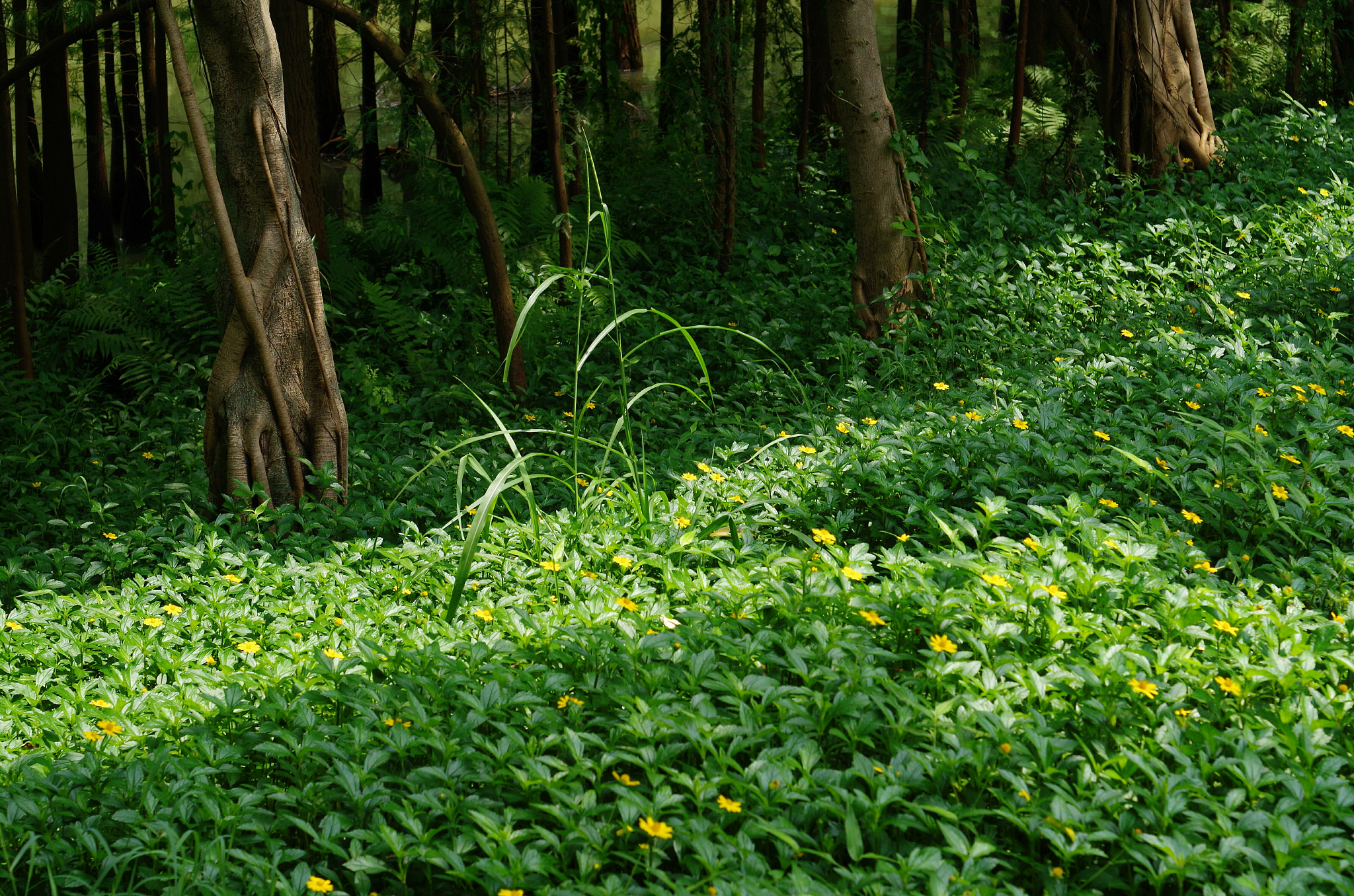 Pentax K-50 + A Series Lens sample photo. -_- photography