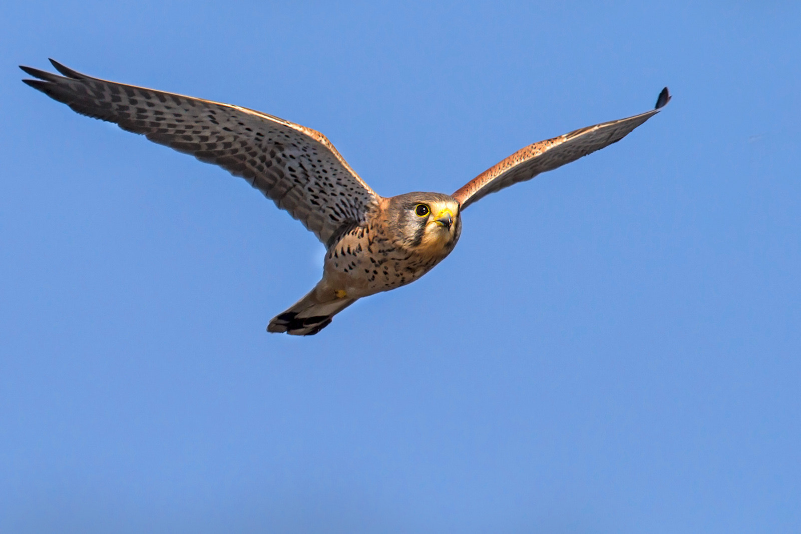 Canon EF 300mm F2.8L IS II USM sample photo. Kestrel photography