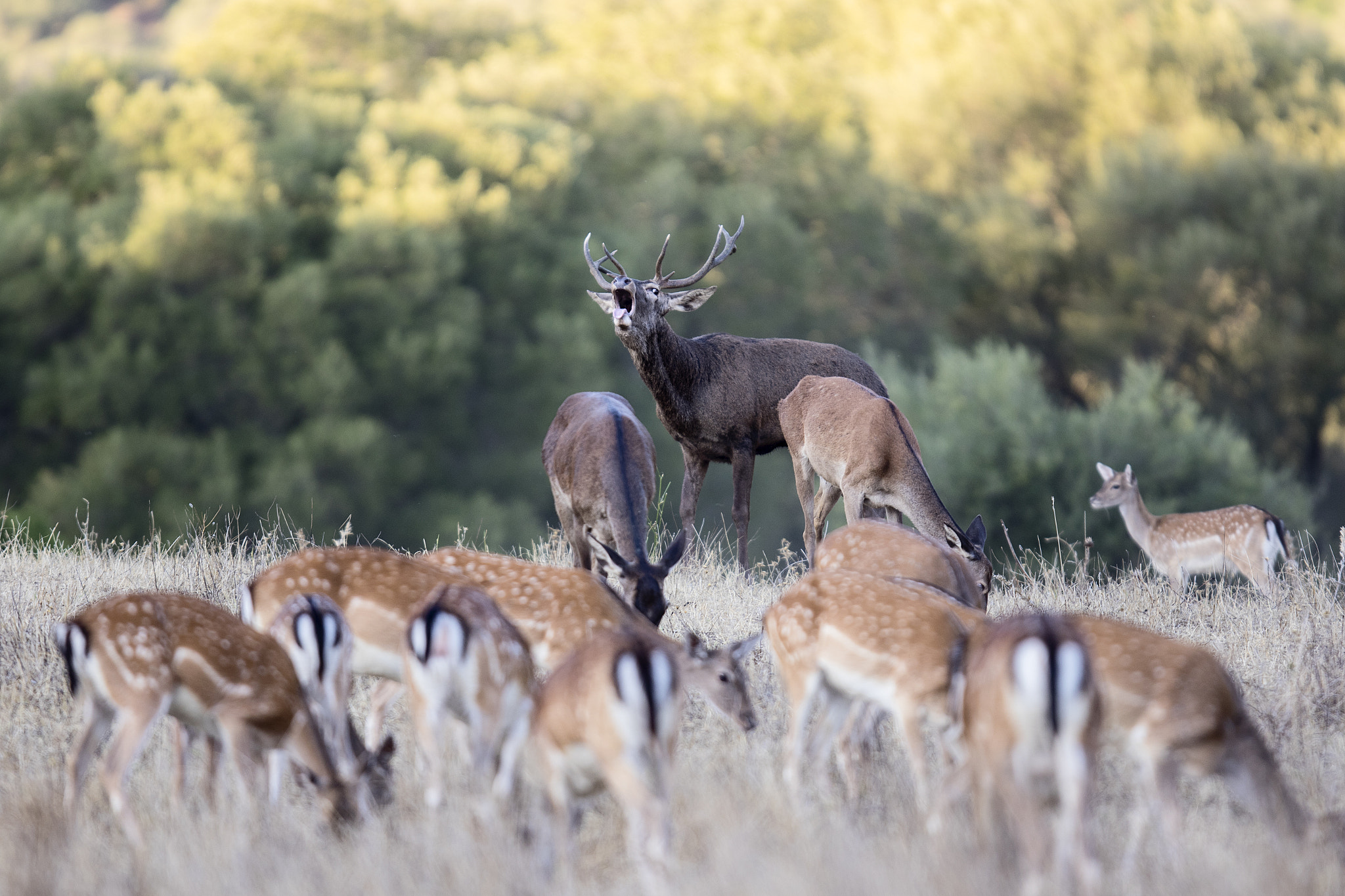 Canon EF 300mm F2.8L IS USM sample photo. The king of the hill photography