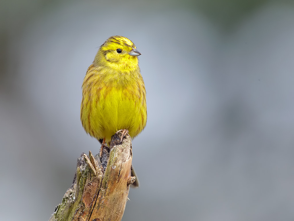 Canon EF 600mm F4L IS II USM sample photo. Yellowhammer. photography