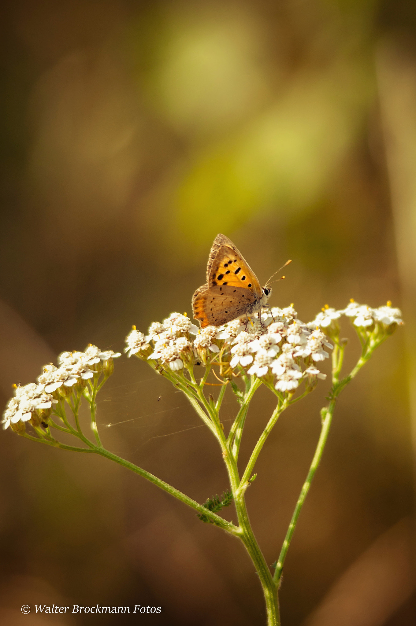 Nikon D5000 + Sigma 150-500mm F5-6.3 DG OS HSM sample photo. Schmetterling/butterfly photography