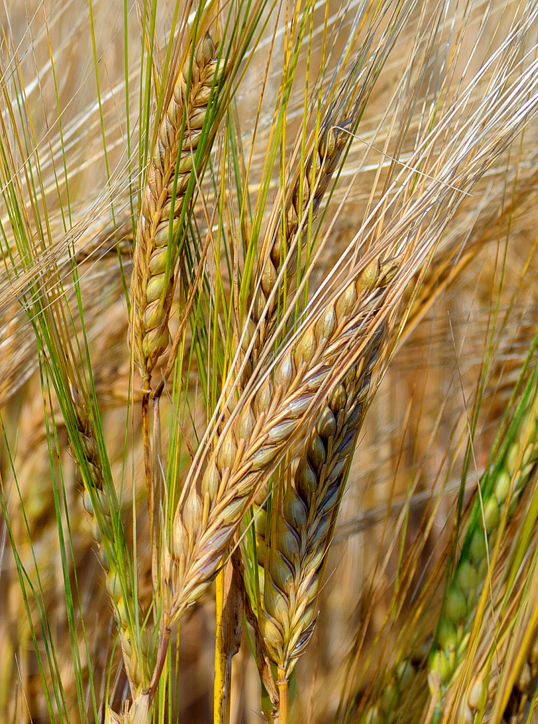 Nikon D3 sample photo. Barley photography