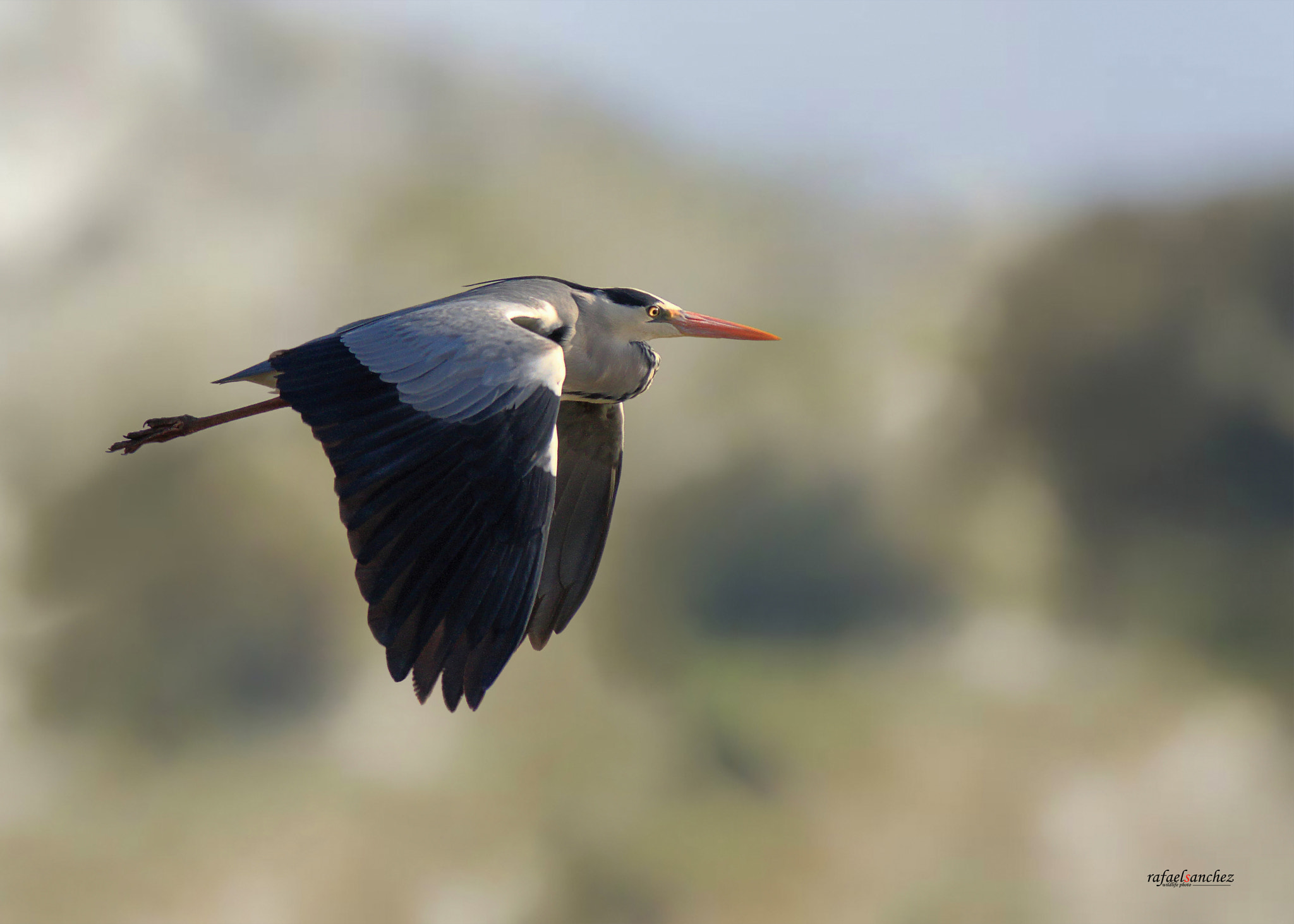 Canon EOS 7D Mark II sample photo. Garza real - grey heron photography