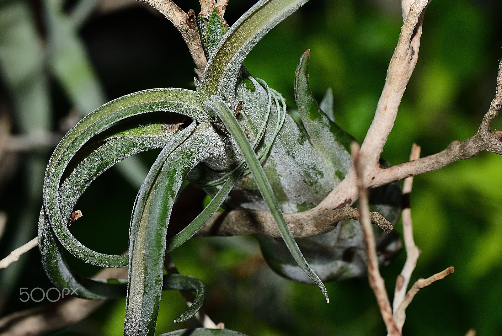 Nikon D200 + Nikon AF-S Micro-Nikkor 105mm F2.8G IF-ED VR sample photo. Air plants (tillandsia) photography