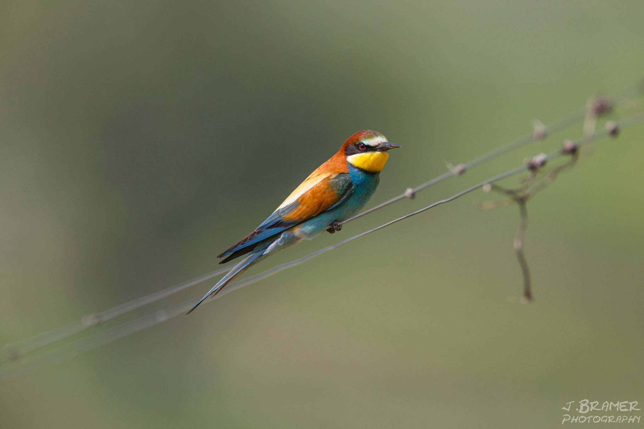 Canon EF 600mm F4L IS USM sample photo. Bienenfresser photography