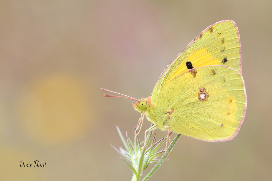 Canon EOS 40D + Canon EF 100mm F2.8 Macro USM sample photo. Clouded yellow photography