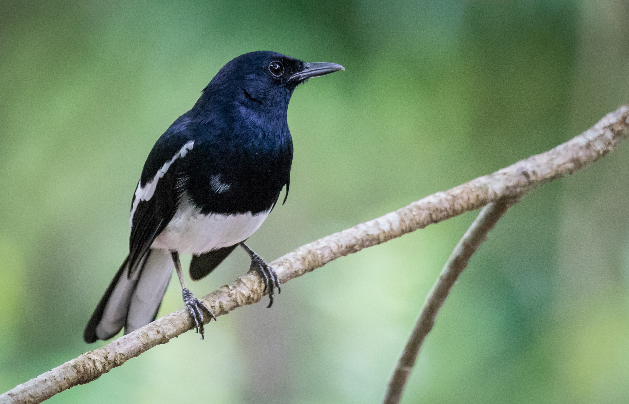 Sony 70-400mm F4-5.6 G SSM II sample photo