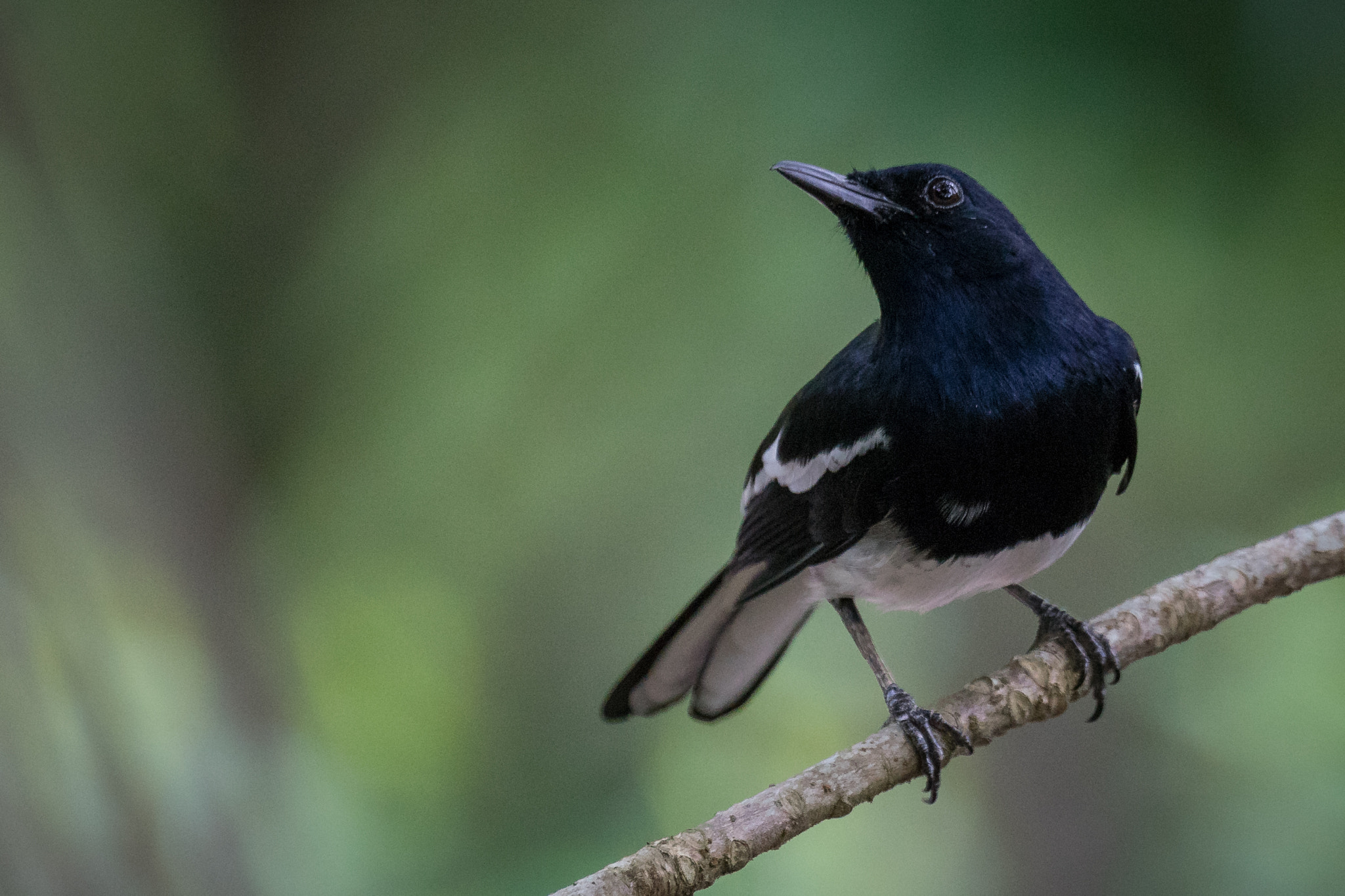 Sony 70-400mm F4-5.6 G SSM II sample photo