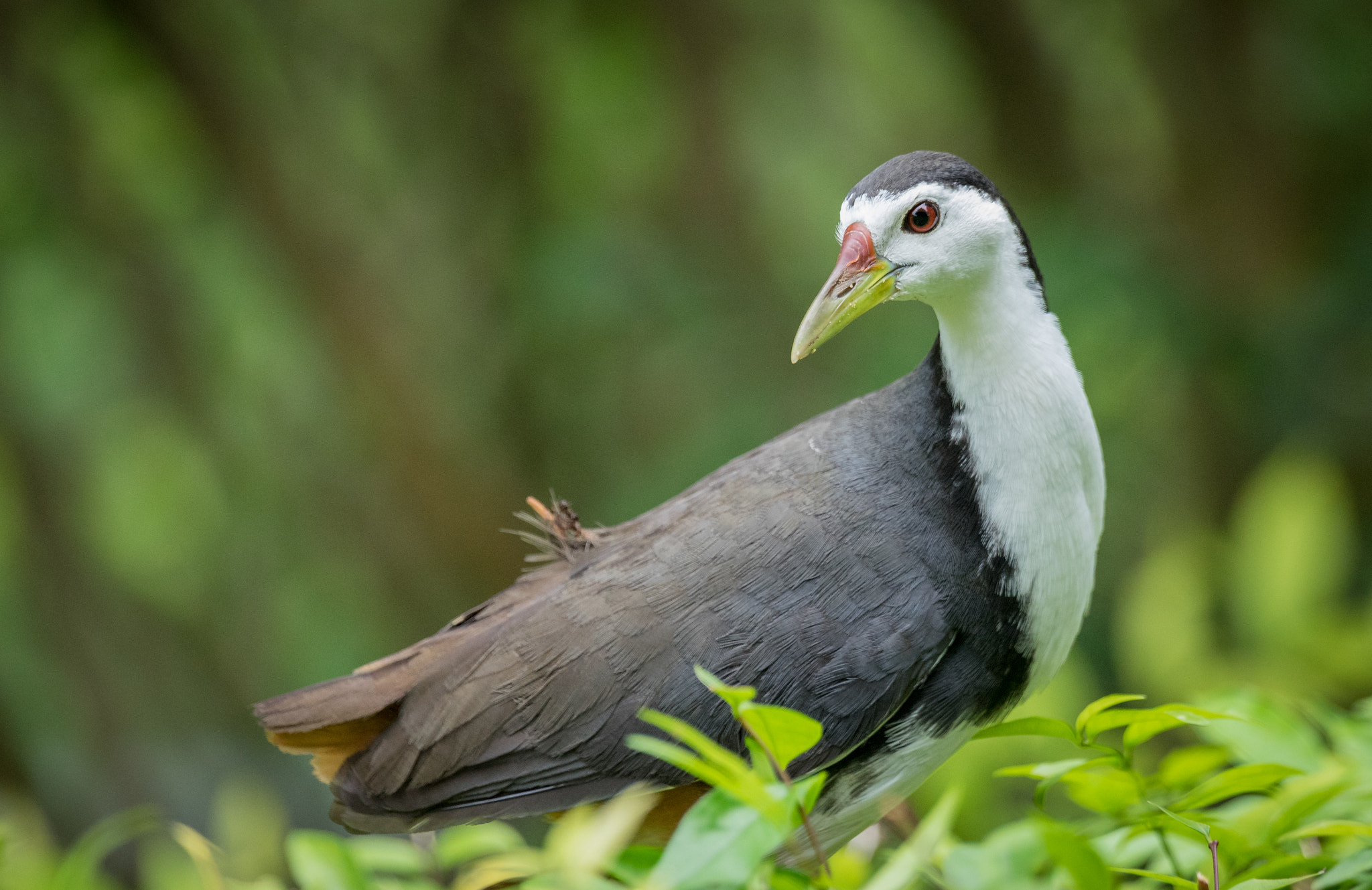 Sony 70-400mm F4-5.6 G SSM II sample photo