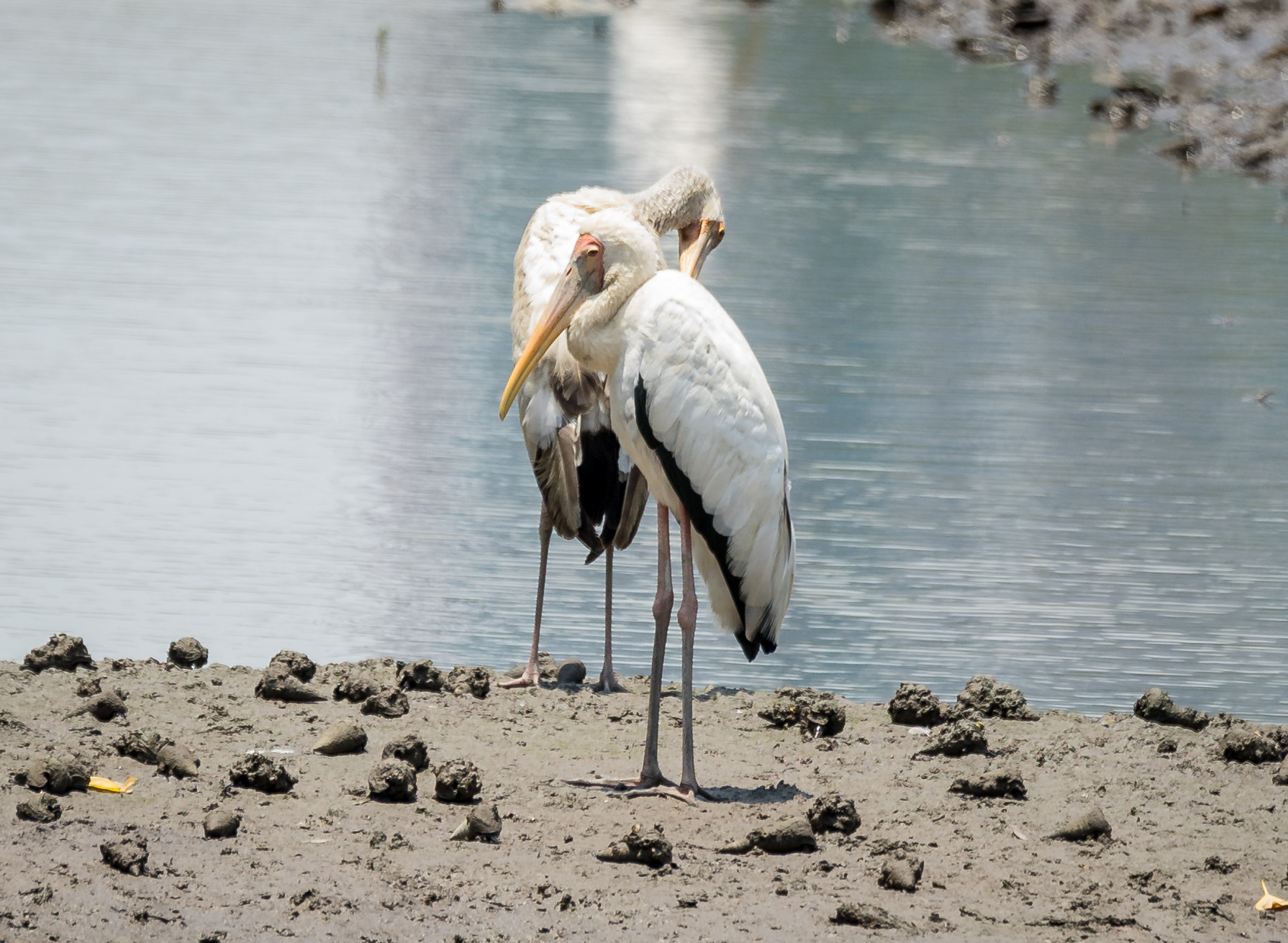 Sony 70-400mm F4-5.6 G SSM II sample photo