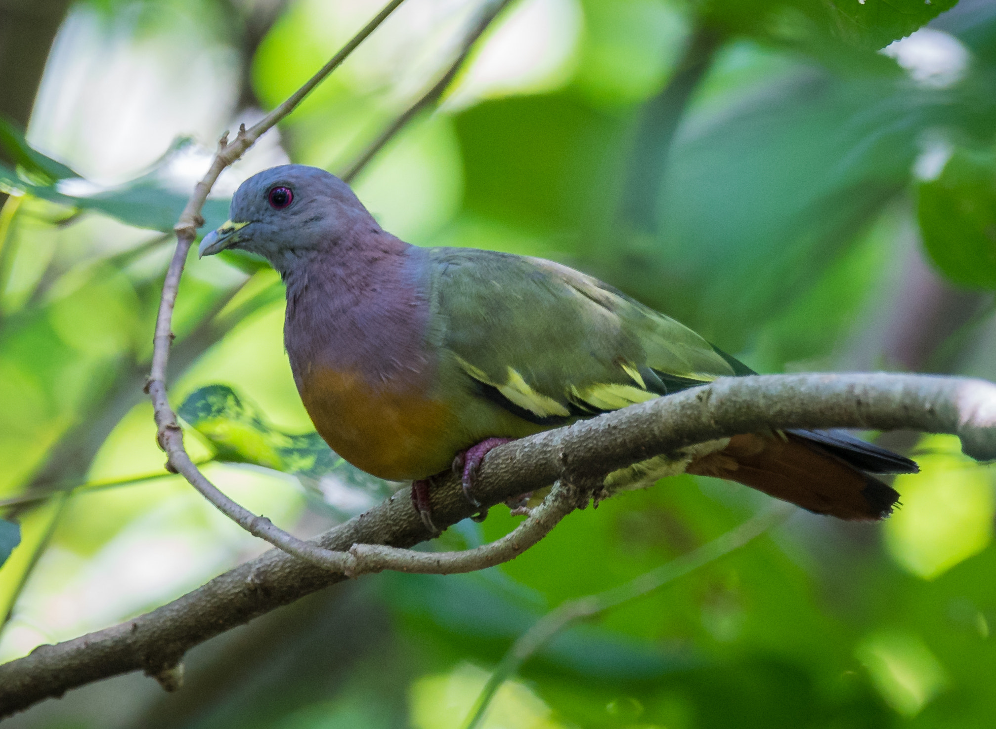 Sony 70-400mm F4-5.6 G SSM II sample photo