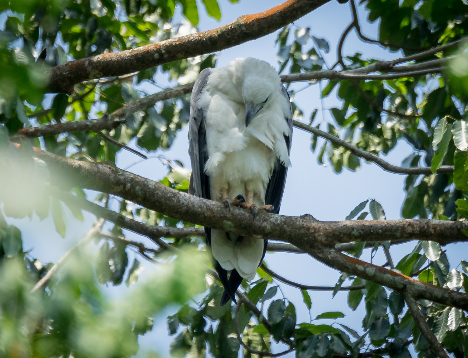 Sony 70-400mm F4-5.6 G SSM II sample photo