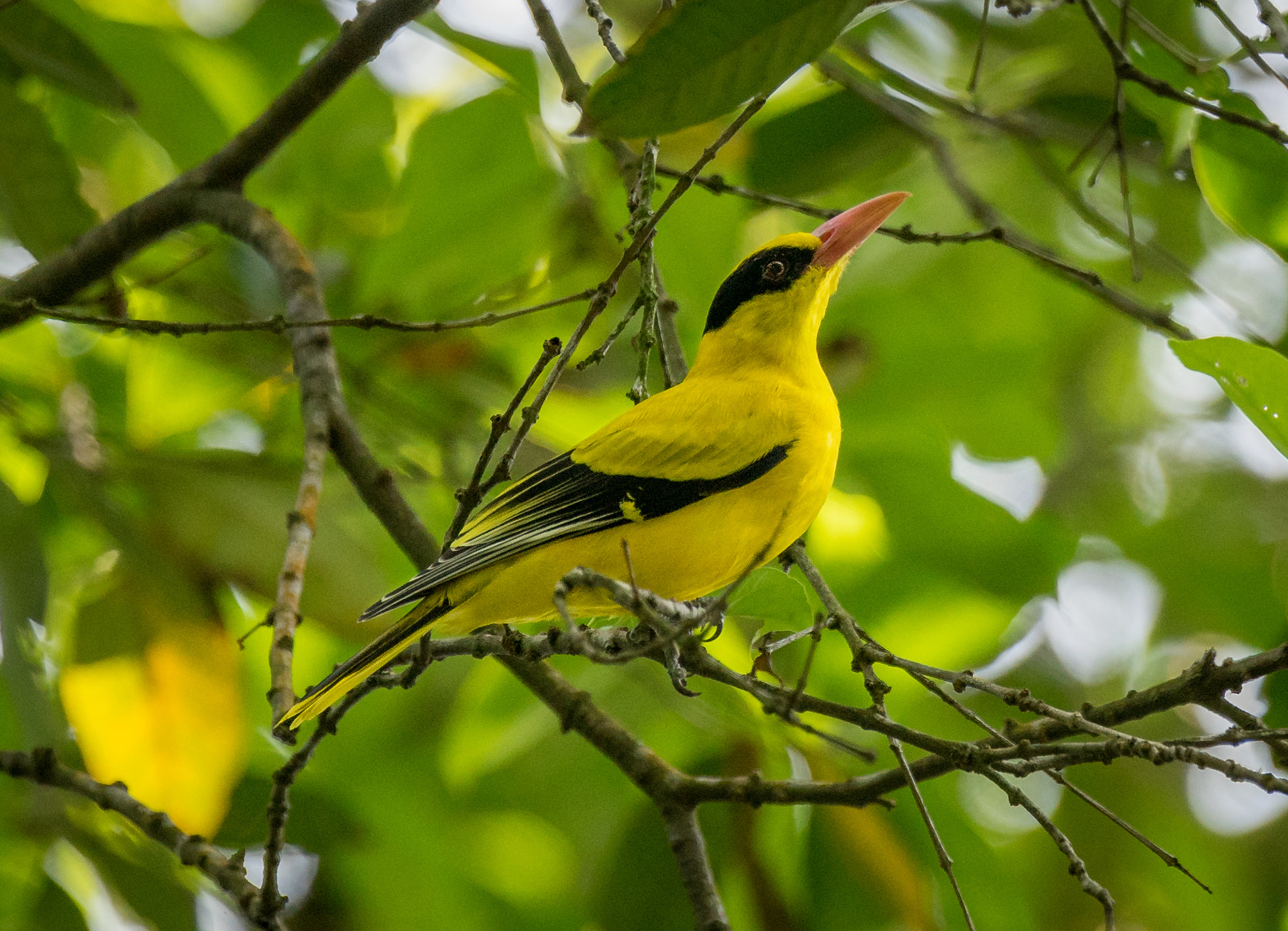 Sony 70-400mm F4-5.6 G SSM II sample photo
