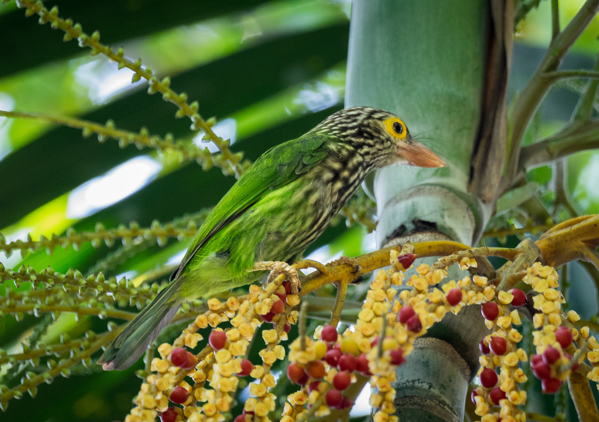 Sony a7 II + Sony 70-400mm F4-5.6 G SSM II sample photo