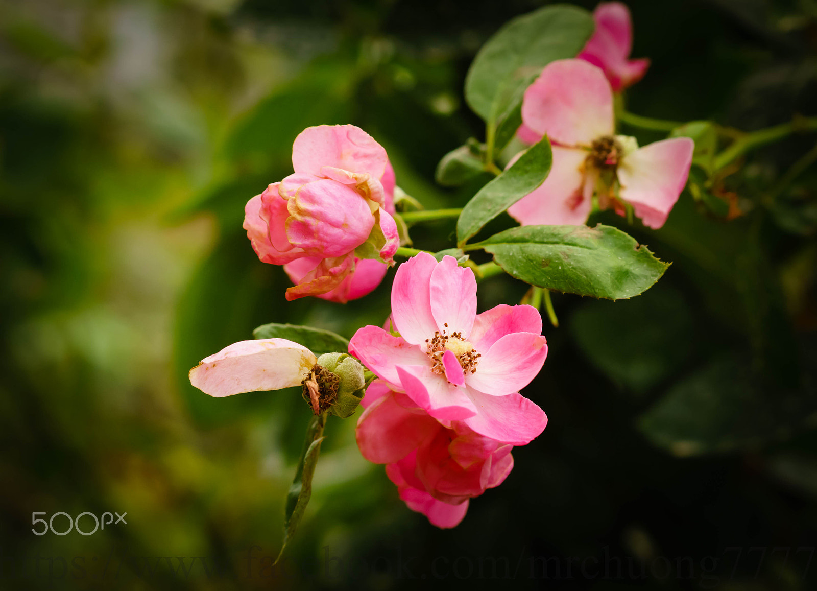 Sony a7 II + Sony 100mm F2.8 Macro sample photo. Thu korea photography