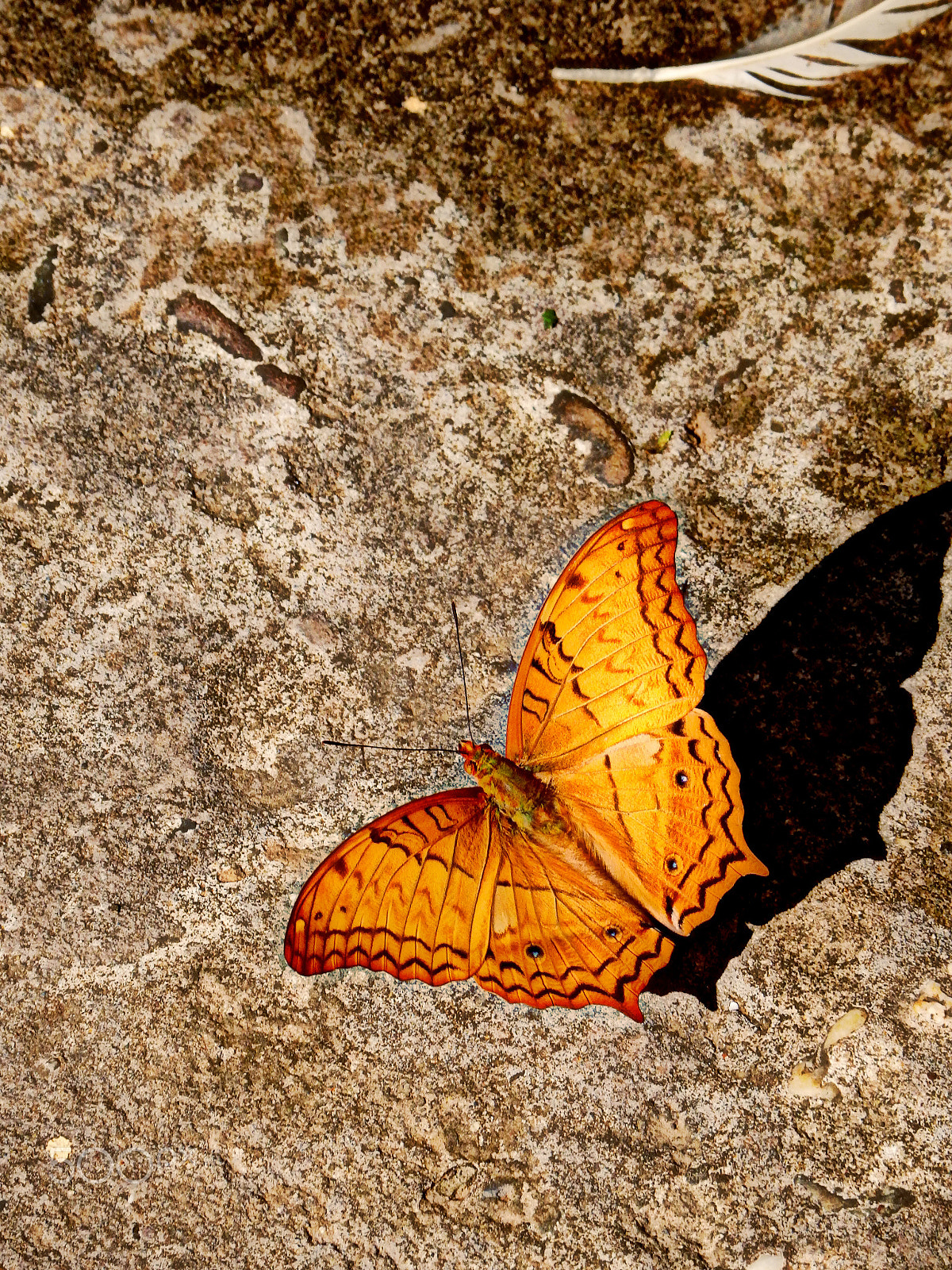 Olympus SZ-16,DZ-105 sample photo. Golden orange photography