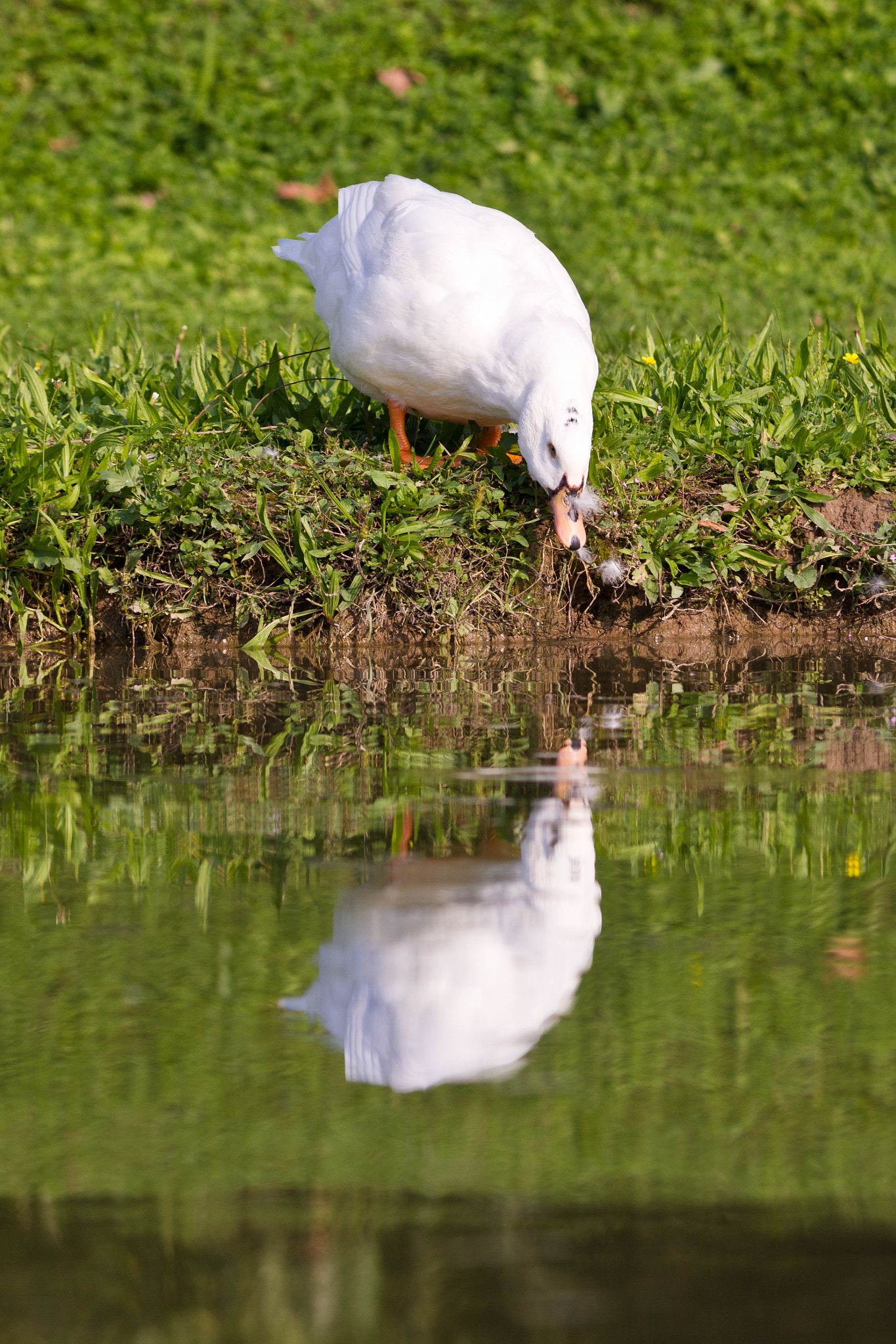 Canon EF 300mm F4L IS USM sample photo. White reflections photography