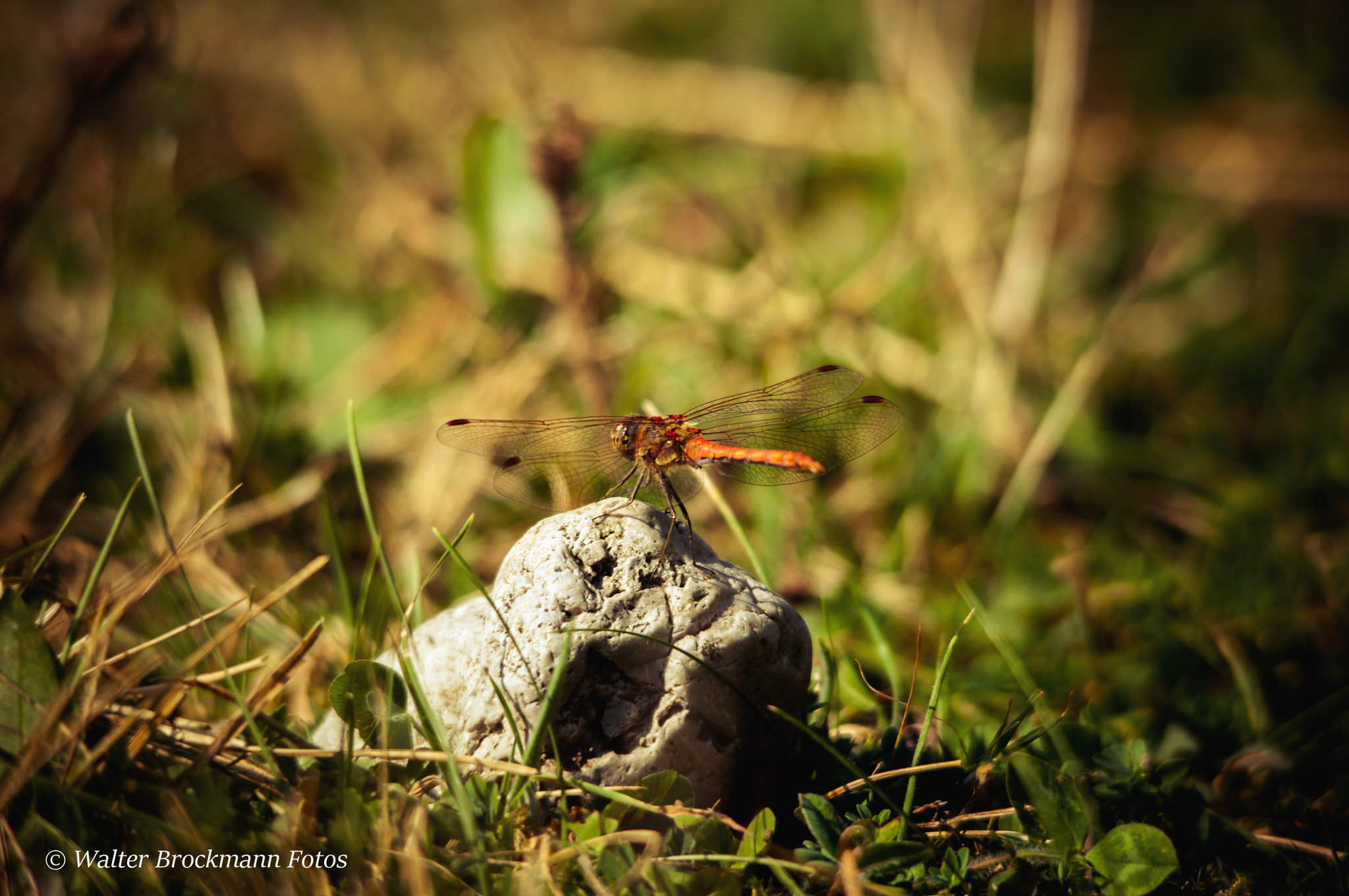 Sigma 150-500mm F5-6.3 DG OS HSM sample photo. Libelle photography