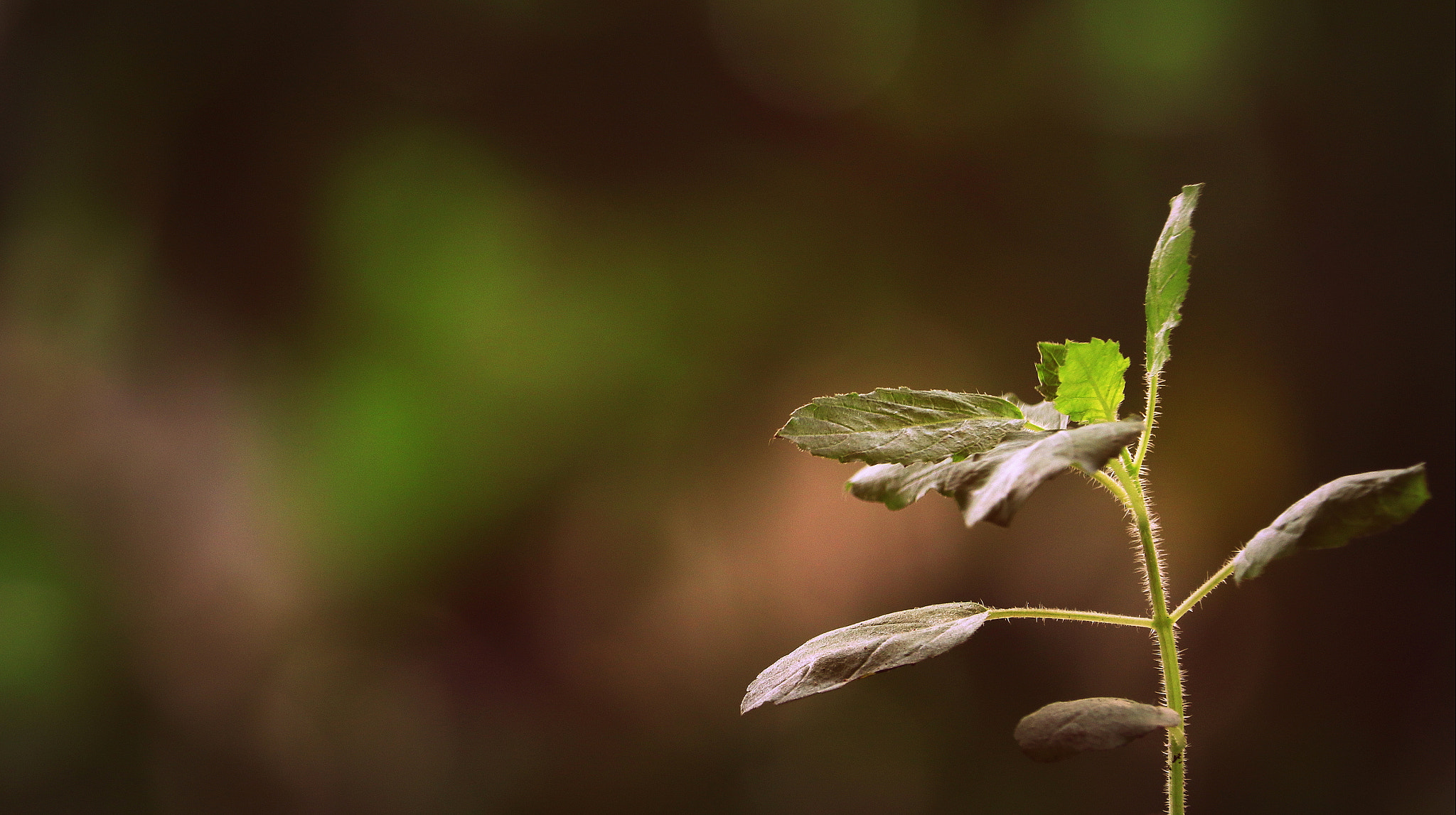 Canon EOS 7D Mark II + Canon EF-S 55-250mm F4-5.6 IS STM sample photo. Aromatic plant photography
