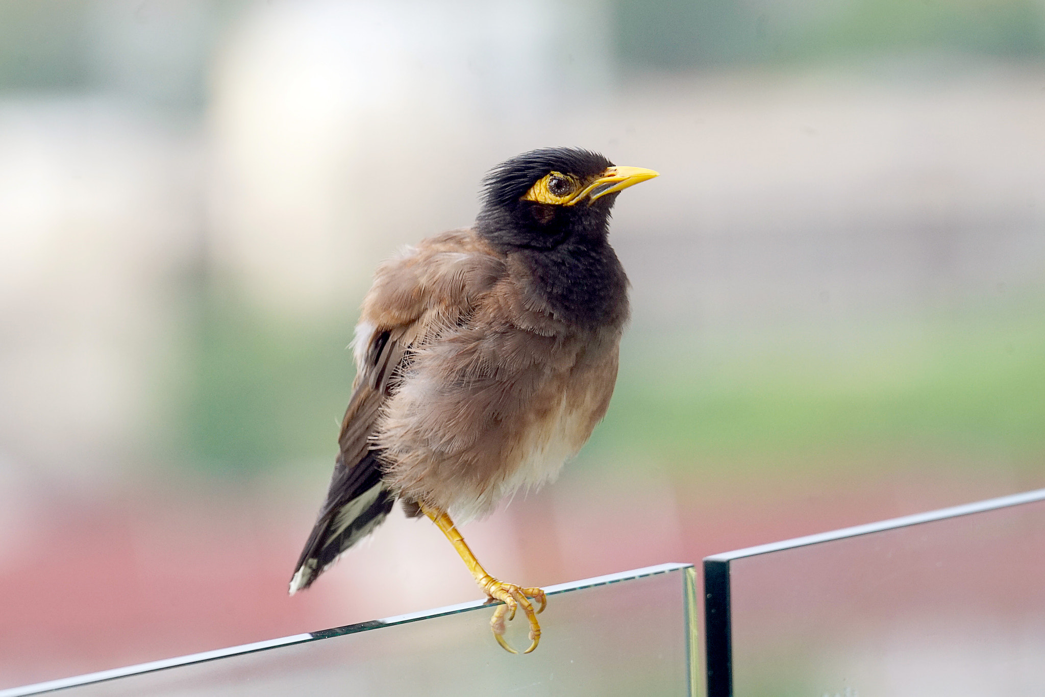Sony 70-400mm F4-5.6 G SSM II sample photo. 普吉岛家八哥霸气的金鸡独立 photography