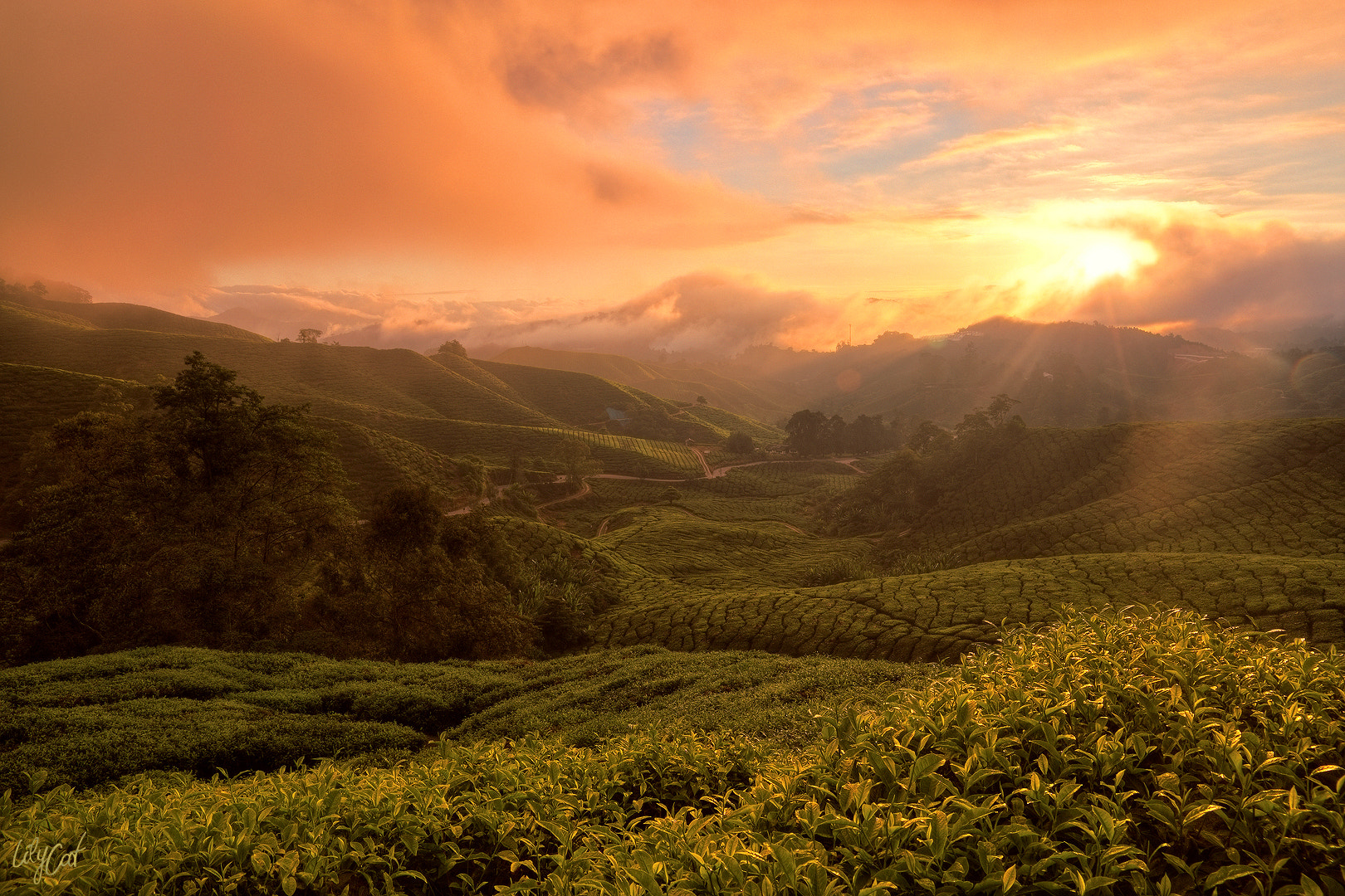 Canon EOS 550D (EOS Rebel T2i / EOS Kiss X4) + Canon EF-S 15-85mm F3.5-5.6 IS USM sample photo. Malaysian tea plantations at sunrise photography