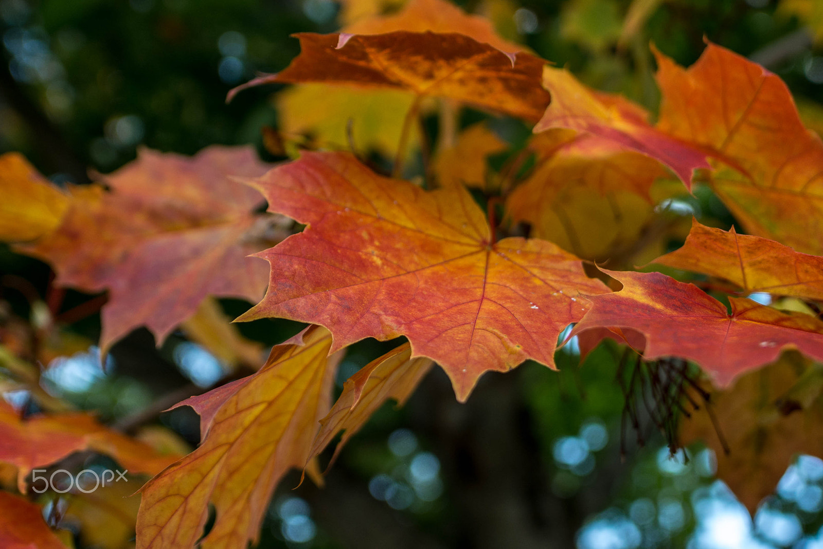 Nikon D7200 + Samyang 16mm F2 ED AS UMC CS sample photo. Redautumn photography