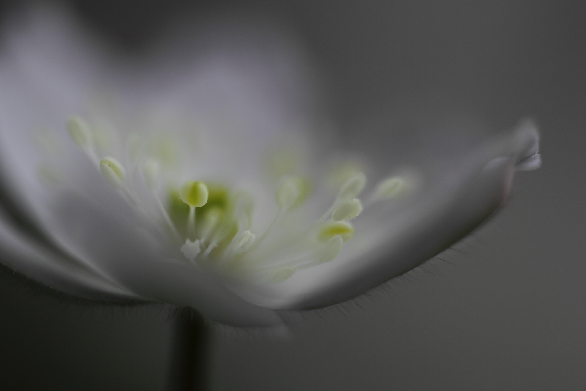 Tamron SP AF 60mm F2 Di II LD IF Macro sample photo. Rainy days never stay photography