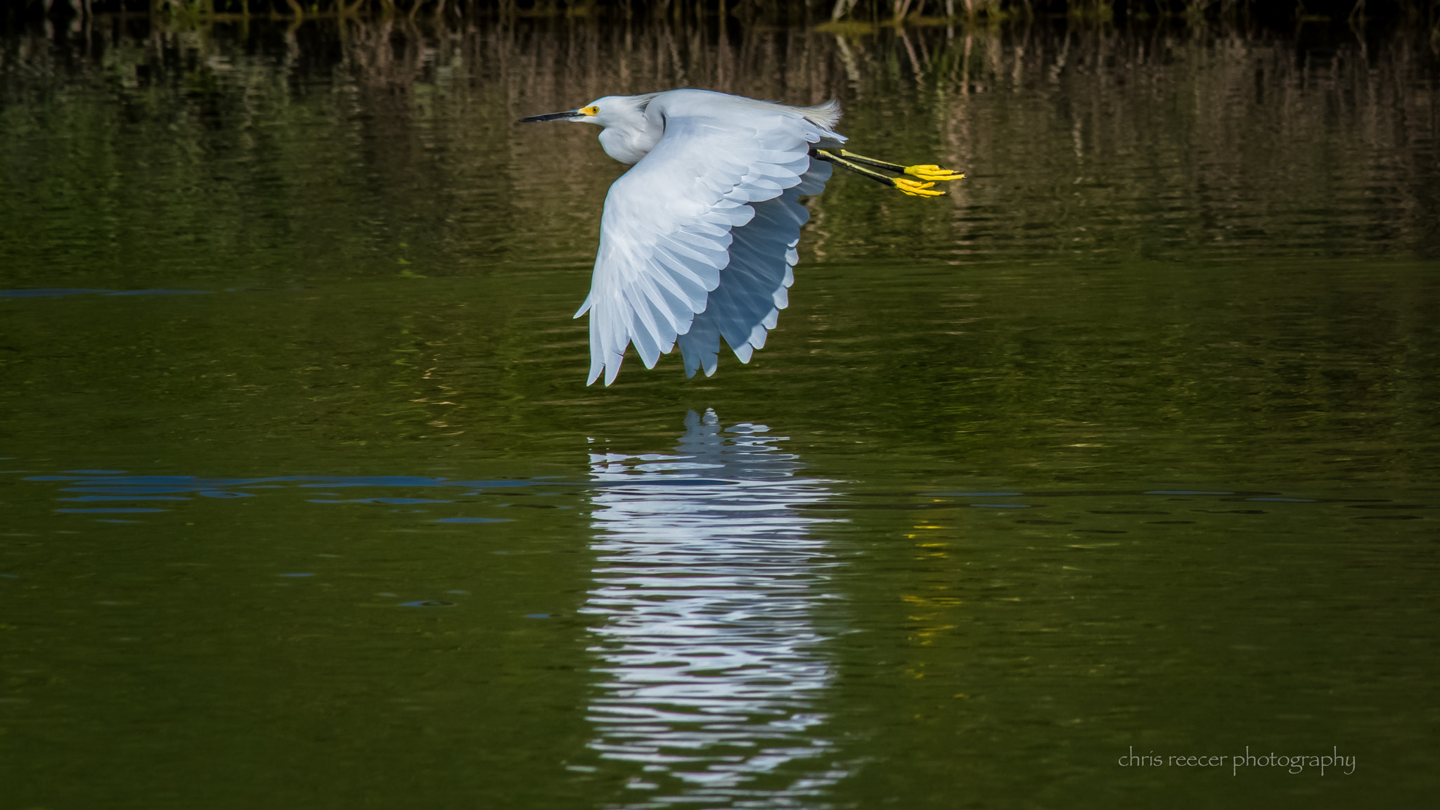 Nikon D500 sample photo. Snowy egret photography