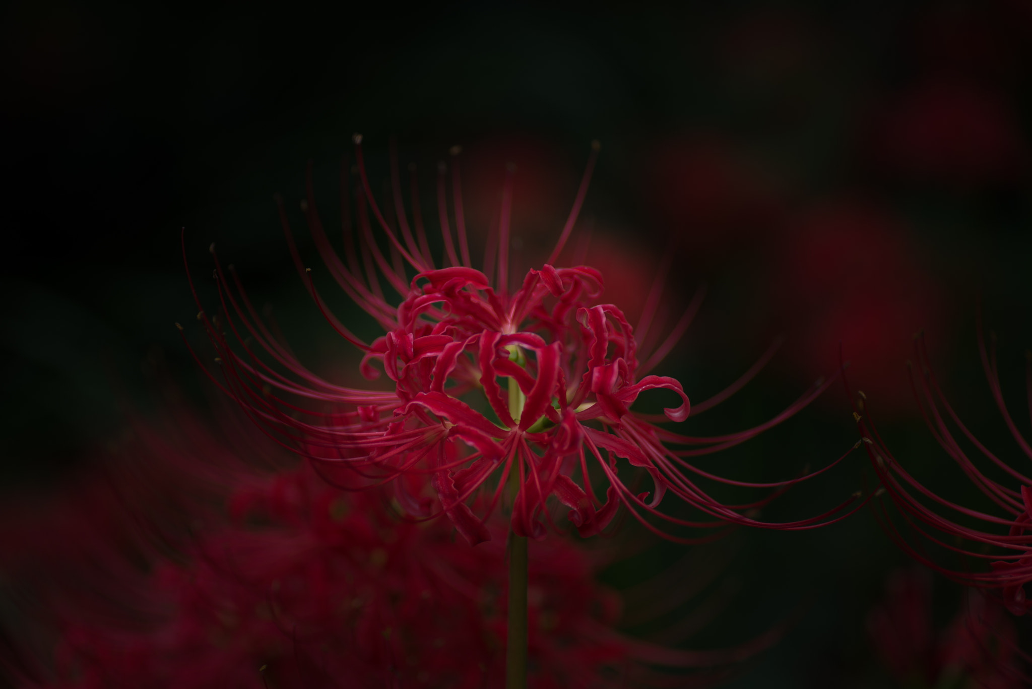 Nikon D600 sample photo. Cluster amaryllis photography