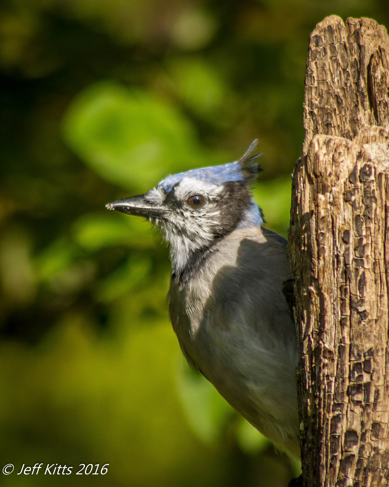 Canon EF 75-300mm f/4-5.6 USM sample photo. 4649-blue boy photography
