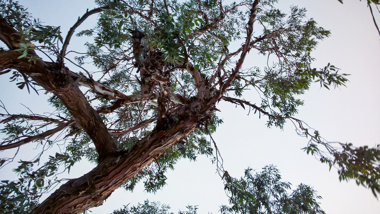 Microsoft Lumia 640 LTE Dual SIM sample photo. Tree after rain photography