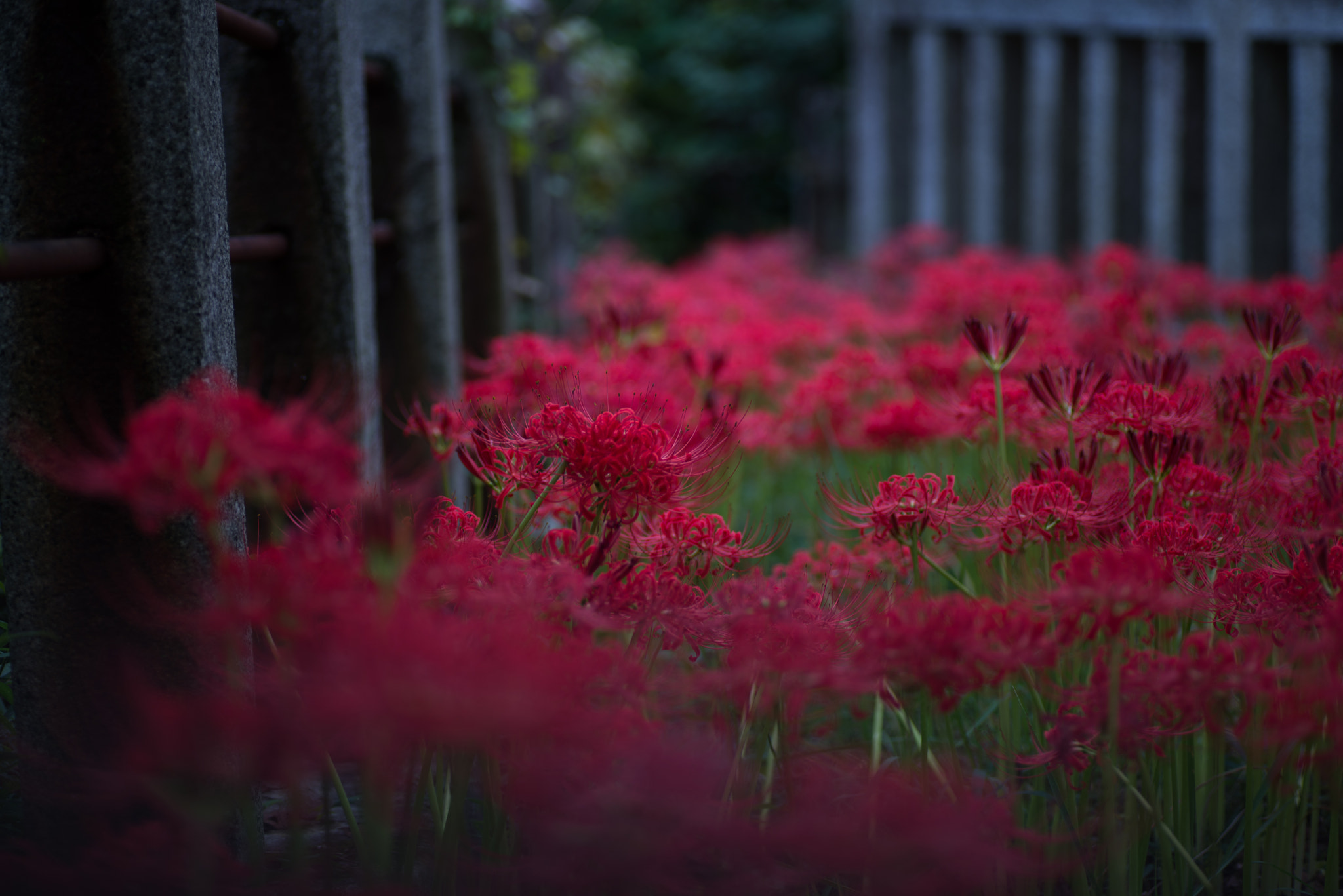 Nikon D600 sample photo. World of red photography