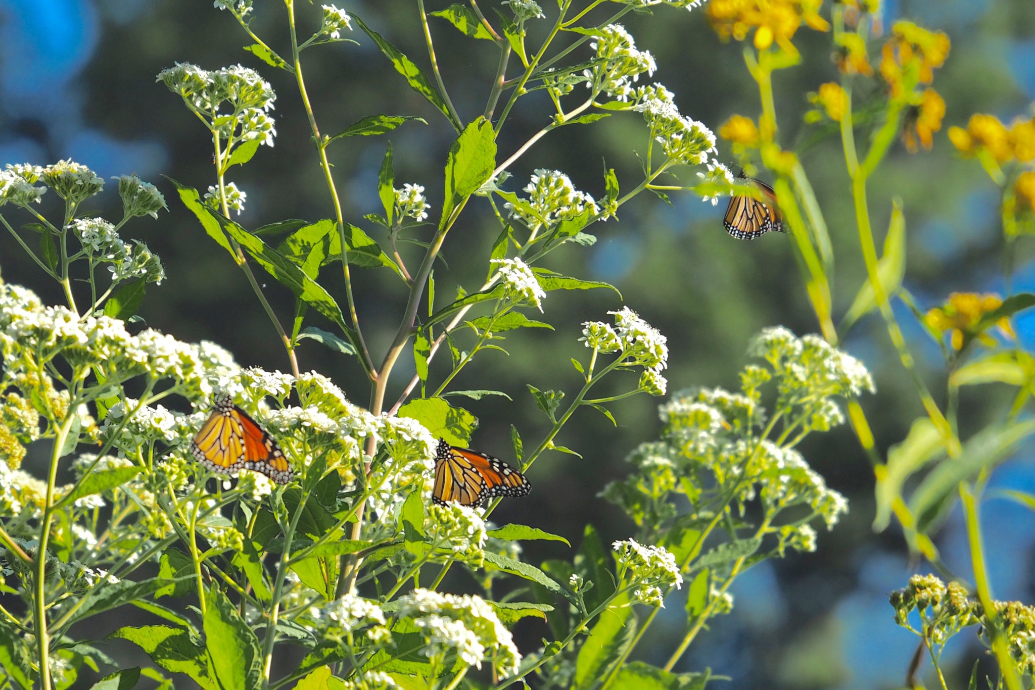 Olympus OM-D E-M5 II sample photo. Monarch photography