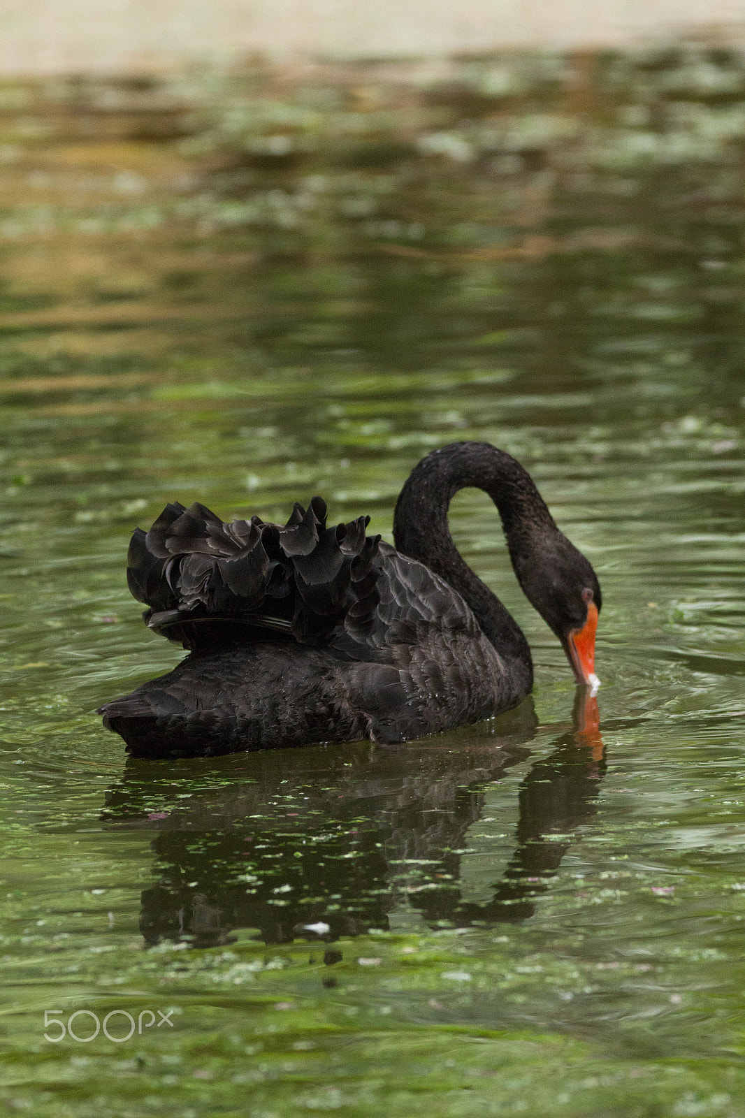 150-600mm F5-6.3 DG OS HSM | Contemporary 015 sample photo. Img photography