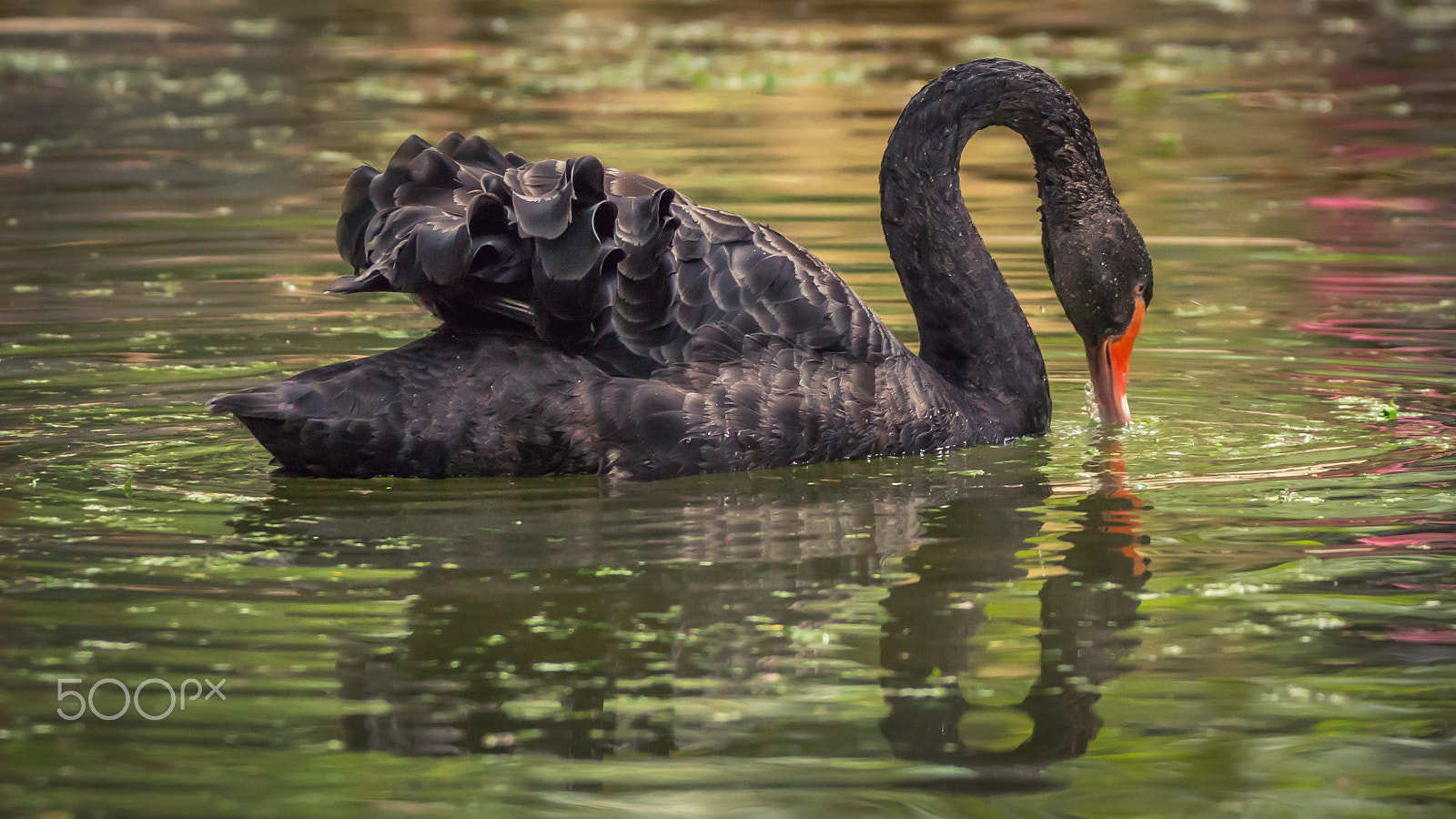 150-600mm F5-6.3 DG OS HSM | Contemporary 015 sample photo. Img photography