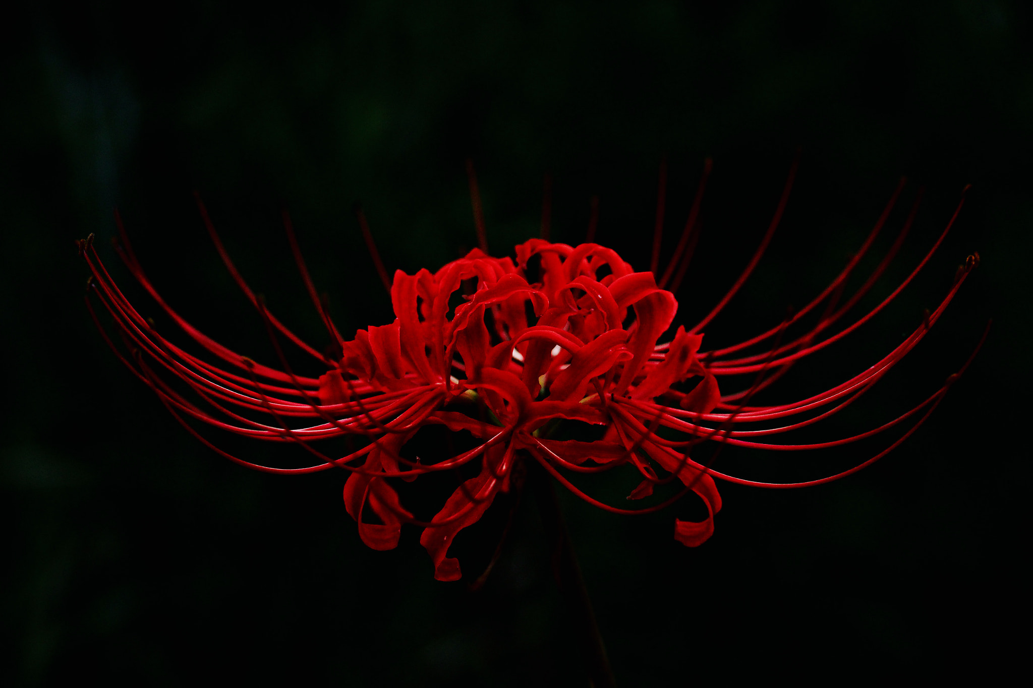 Canon EOS 100D (EOS Rebel SL1 / EOS Kiss X7) sample photo. Spider lily photography