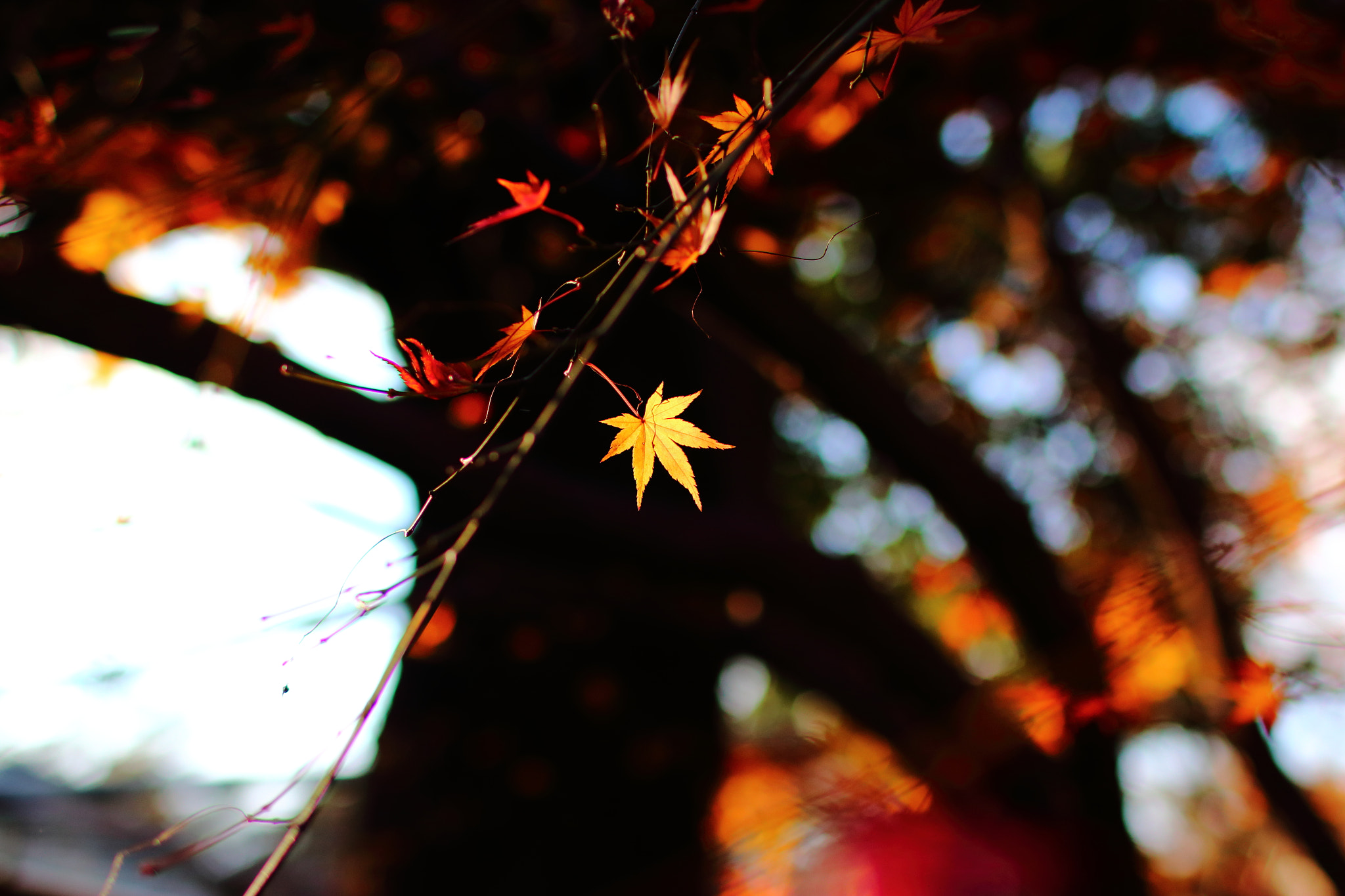 Canon EOS 70D + Canon EF 35mm F1.4L USM sample photo. The autumn term photography