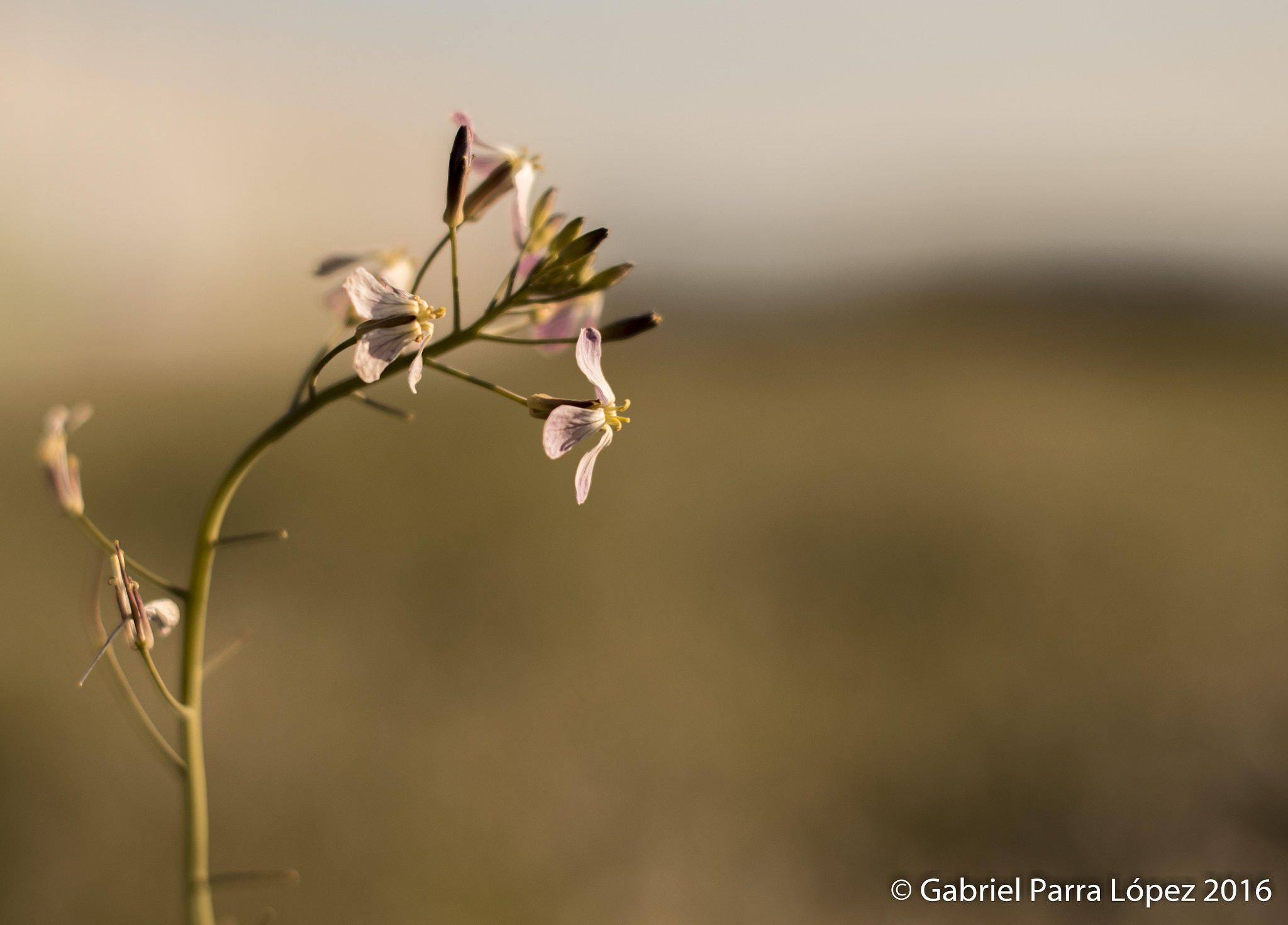 Nikon D5300 + Nikon AF-S Nikkor 50mm F1.4G sample photo. Saludando al sol photography