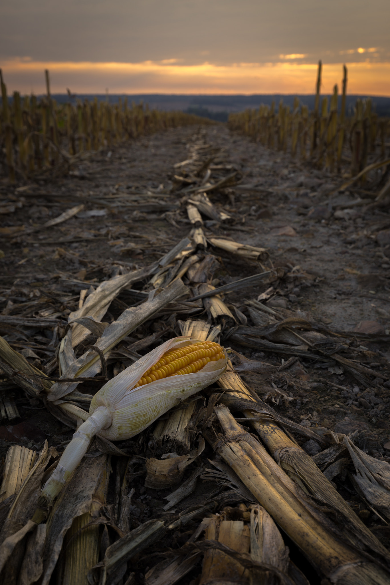 Tamron 18-270mm F3.5-6.3 Di II PZD sample photo. The last corn. photography