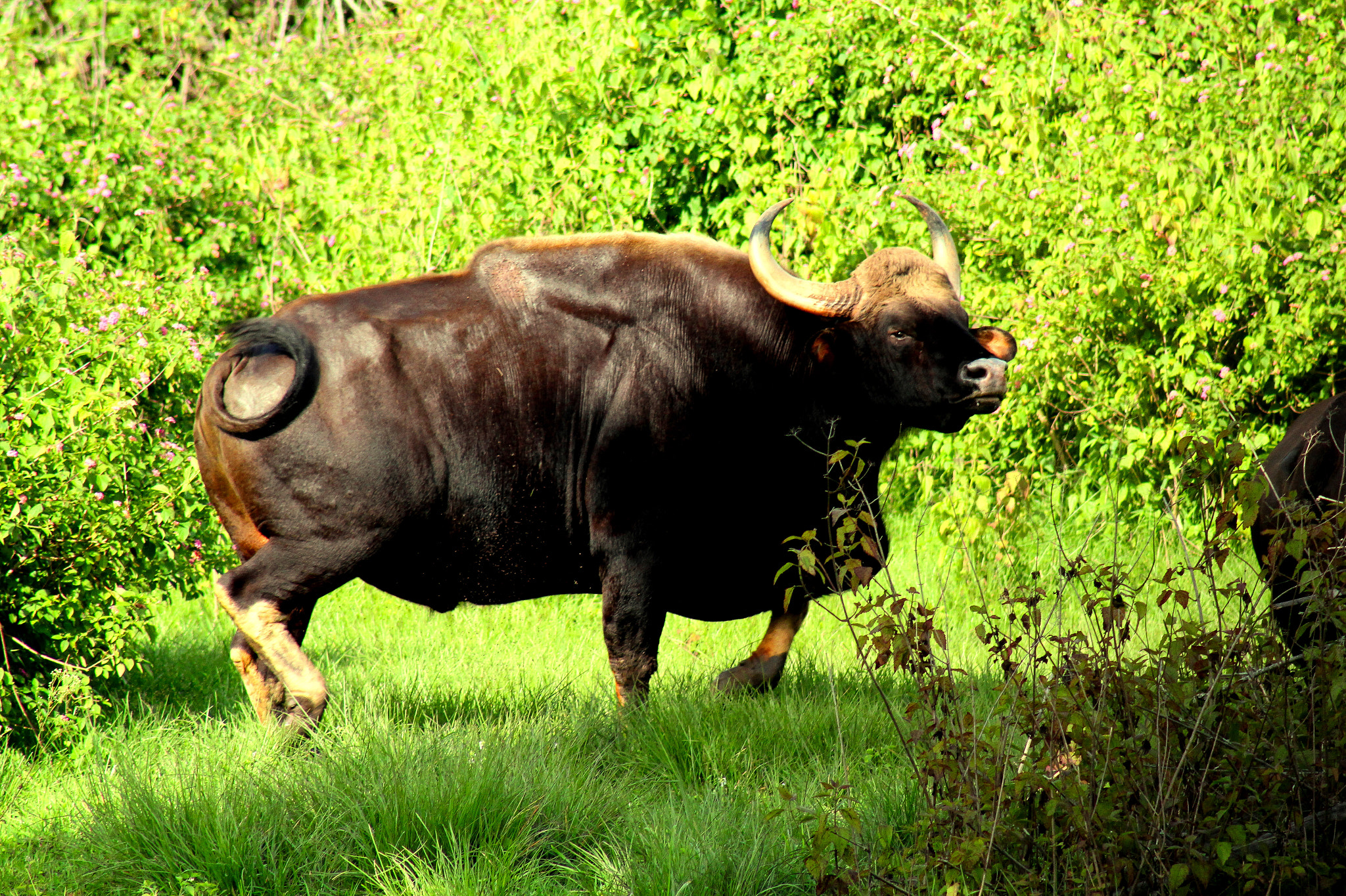 Canon EF 75-300mm f/4-5.6 USM sample photo. Gaur photography