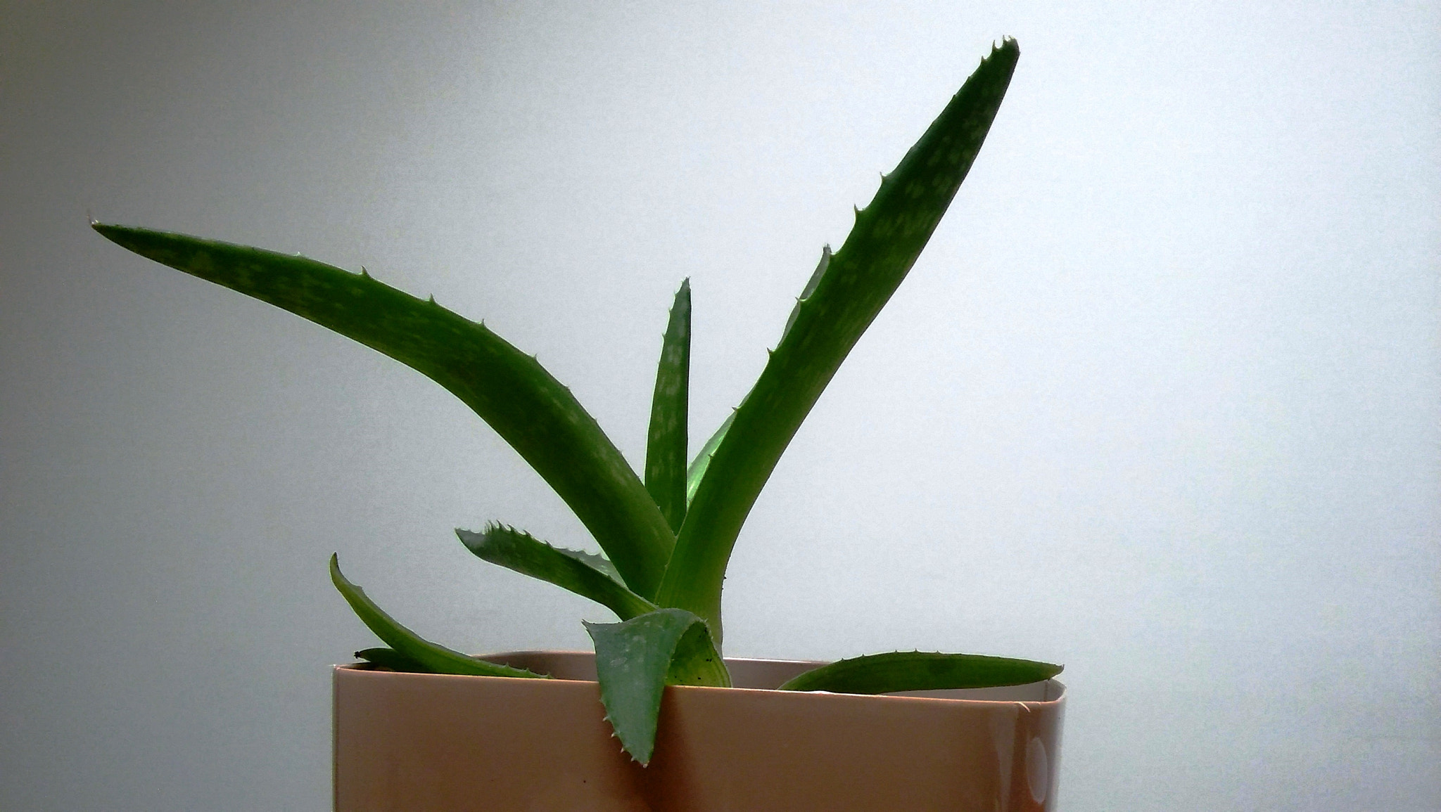 LG SPIRIT 4G LTE sample photo. Aloe photography