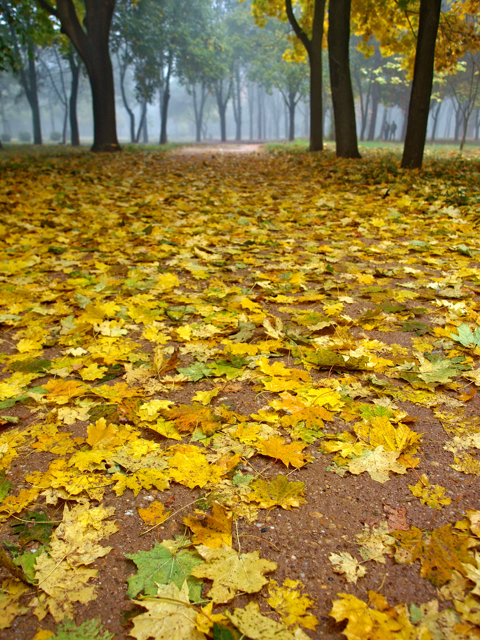 Olympus E-520 (EVOLT E-520) + OLYMPUS 14-54mm Lens sample photo. Autumn mood in the old park. foggy morning photography