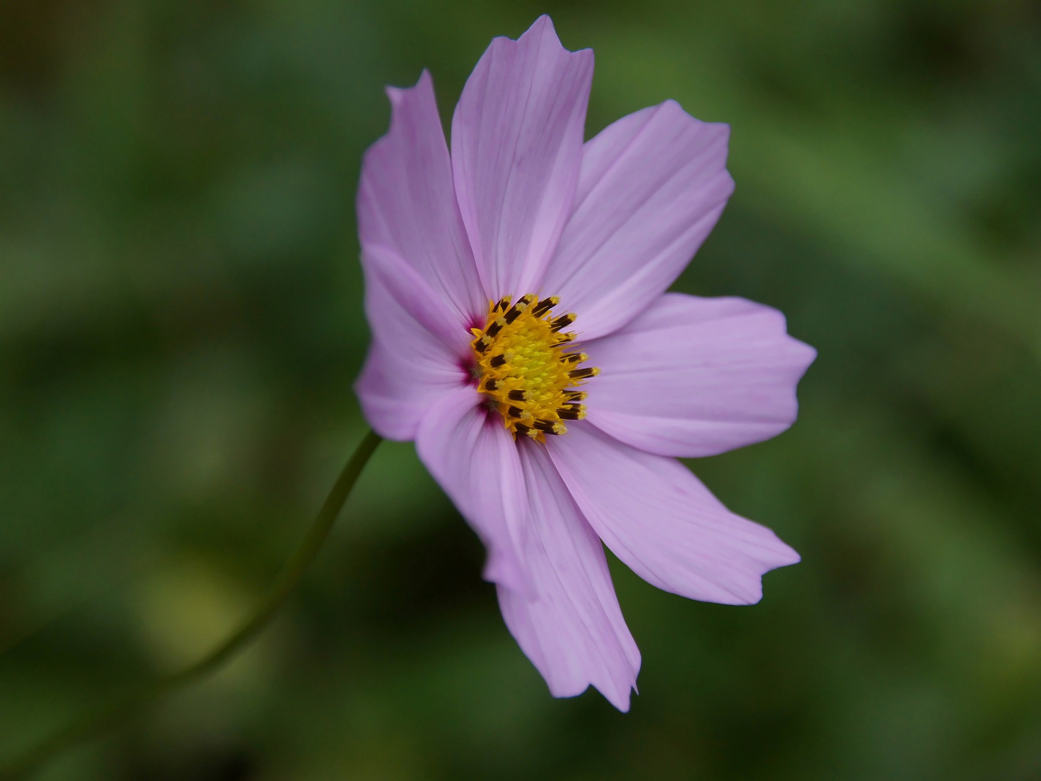 Sony Alpha DSLR-A450 sample photo. Flower photography