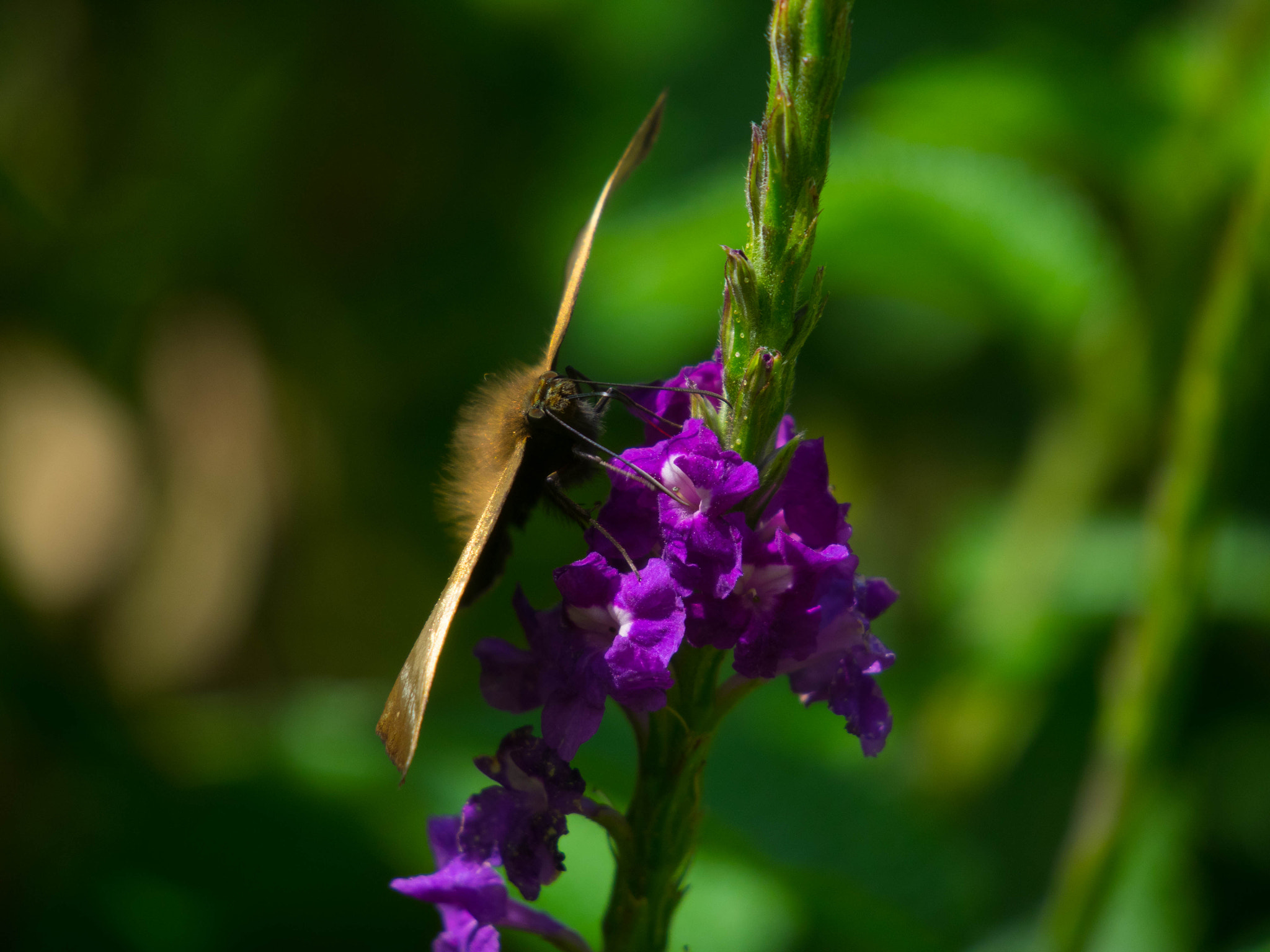 Tamron 14-150mm F3.5-5.8 Di III sample photo. Moth photography