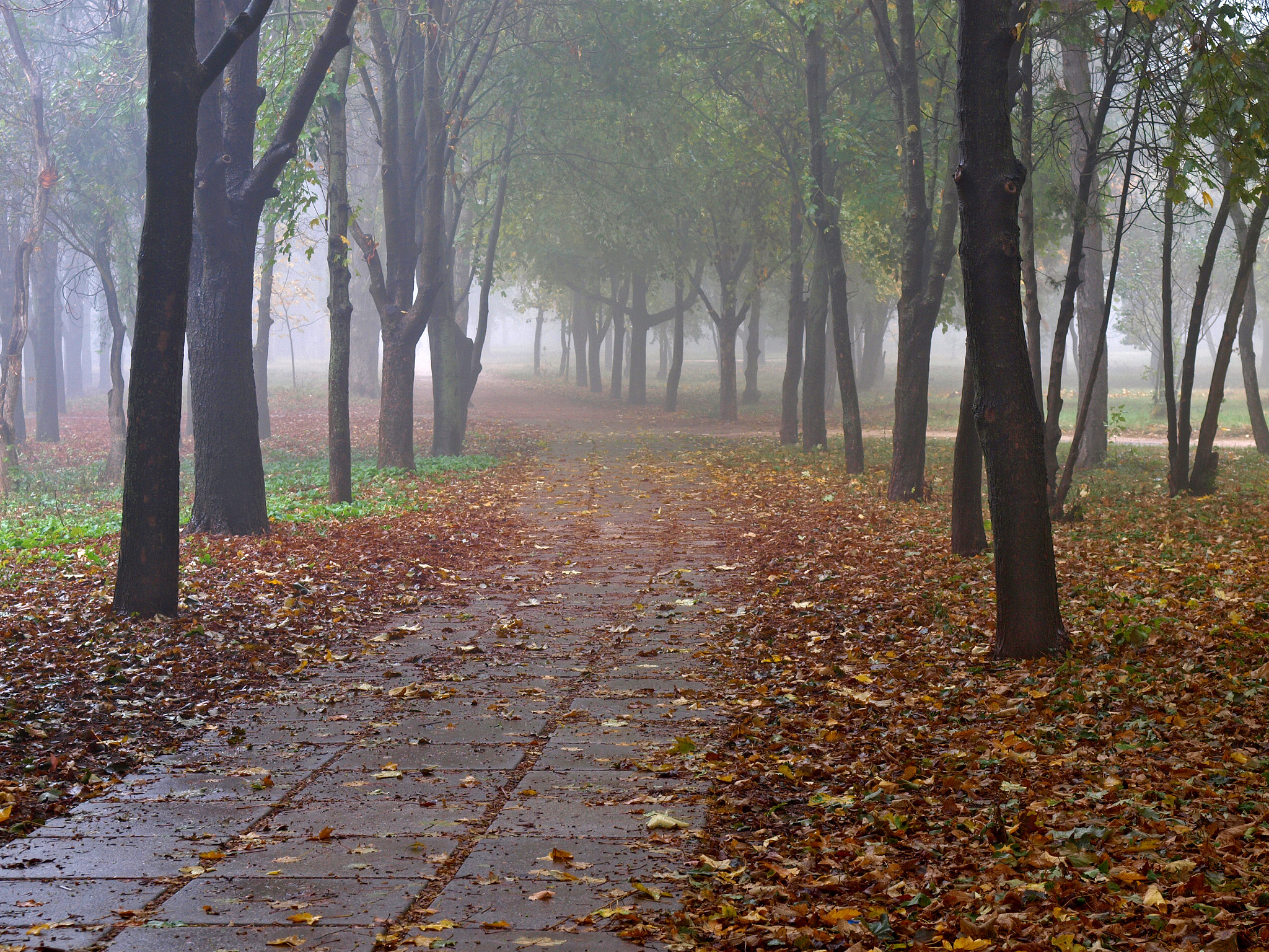 Olympus E-520 (EVOLT E-520) + OLYMPUS 14-54mm Lens sample photo. Autumn mood in the old park. foggy morning photography